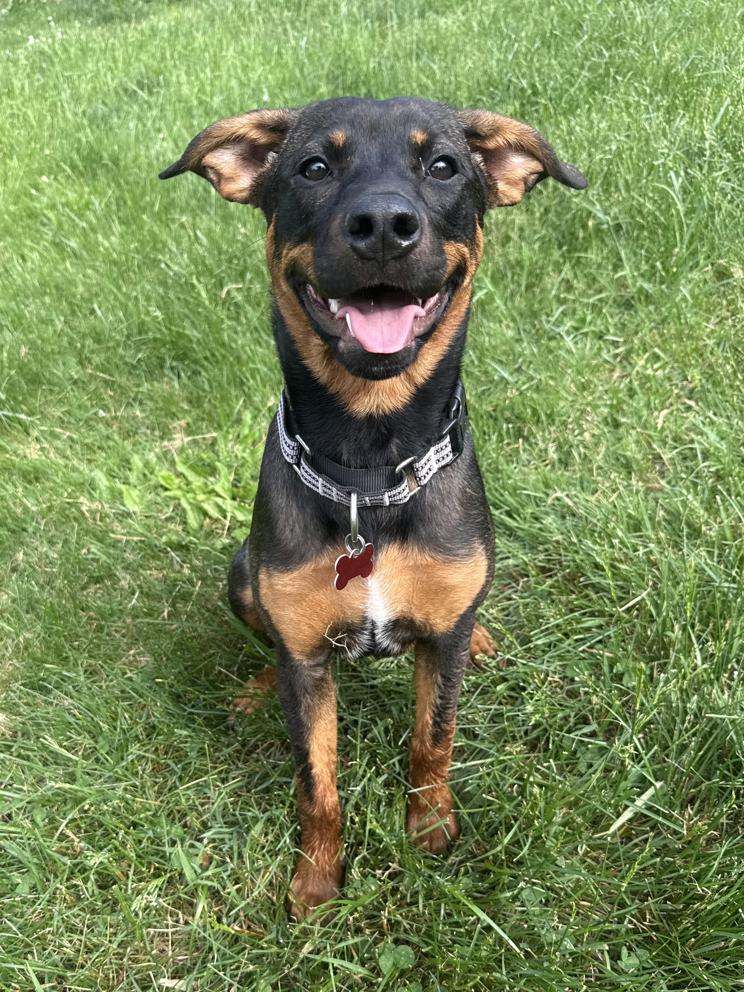 Enlarge Rumi, a ADOPTABLE mixed breed in Succasunna, NJ image 6/6