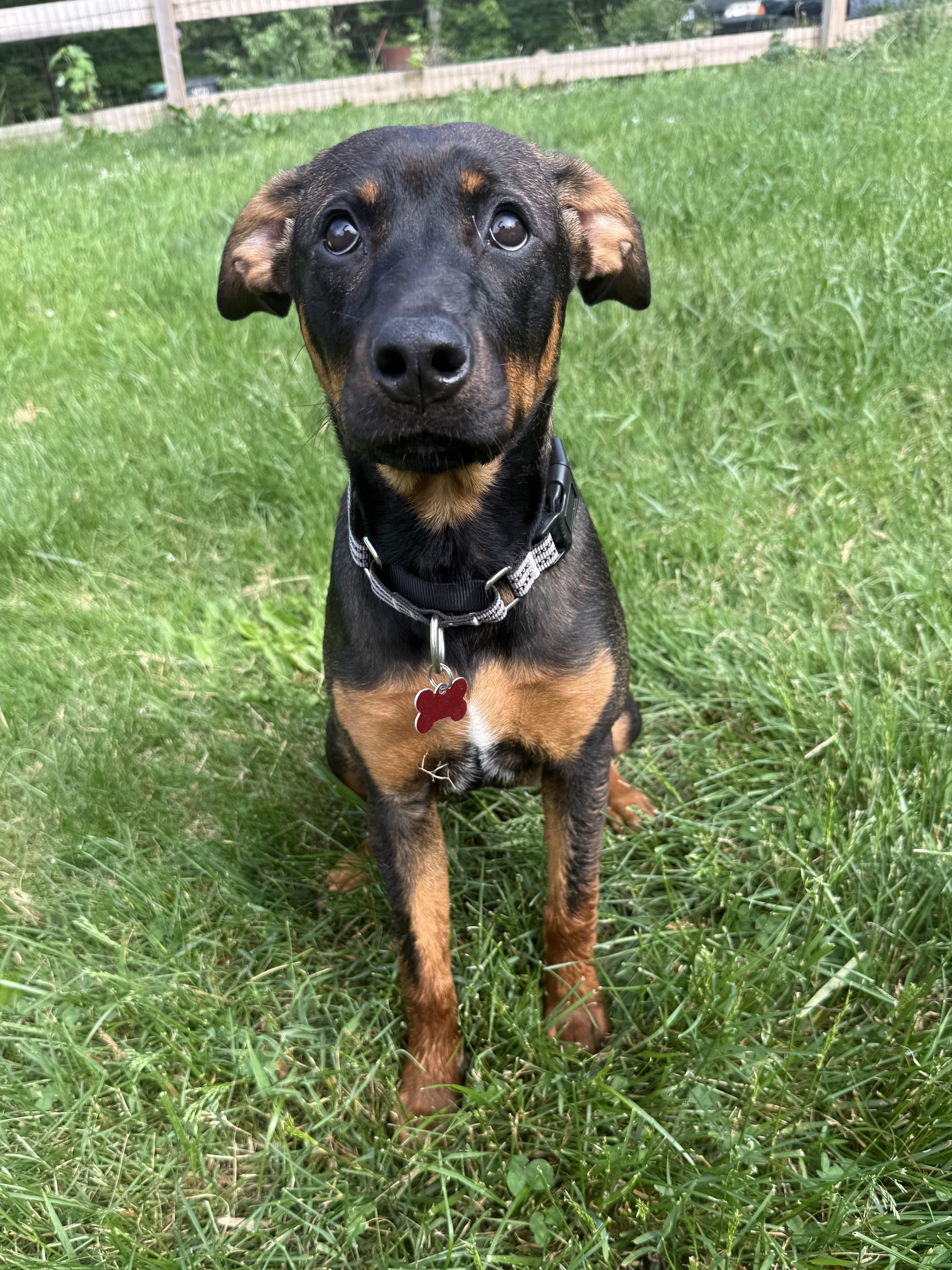 Enlarge Rumi, a ADOPTABLE mixed breed in Succasunna, NJ image 2/6