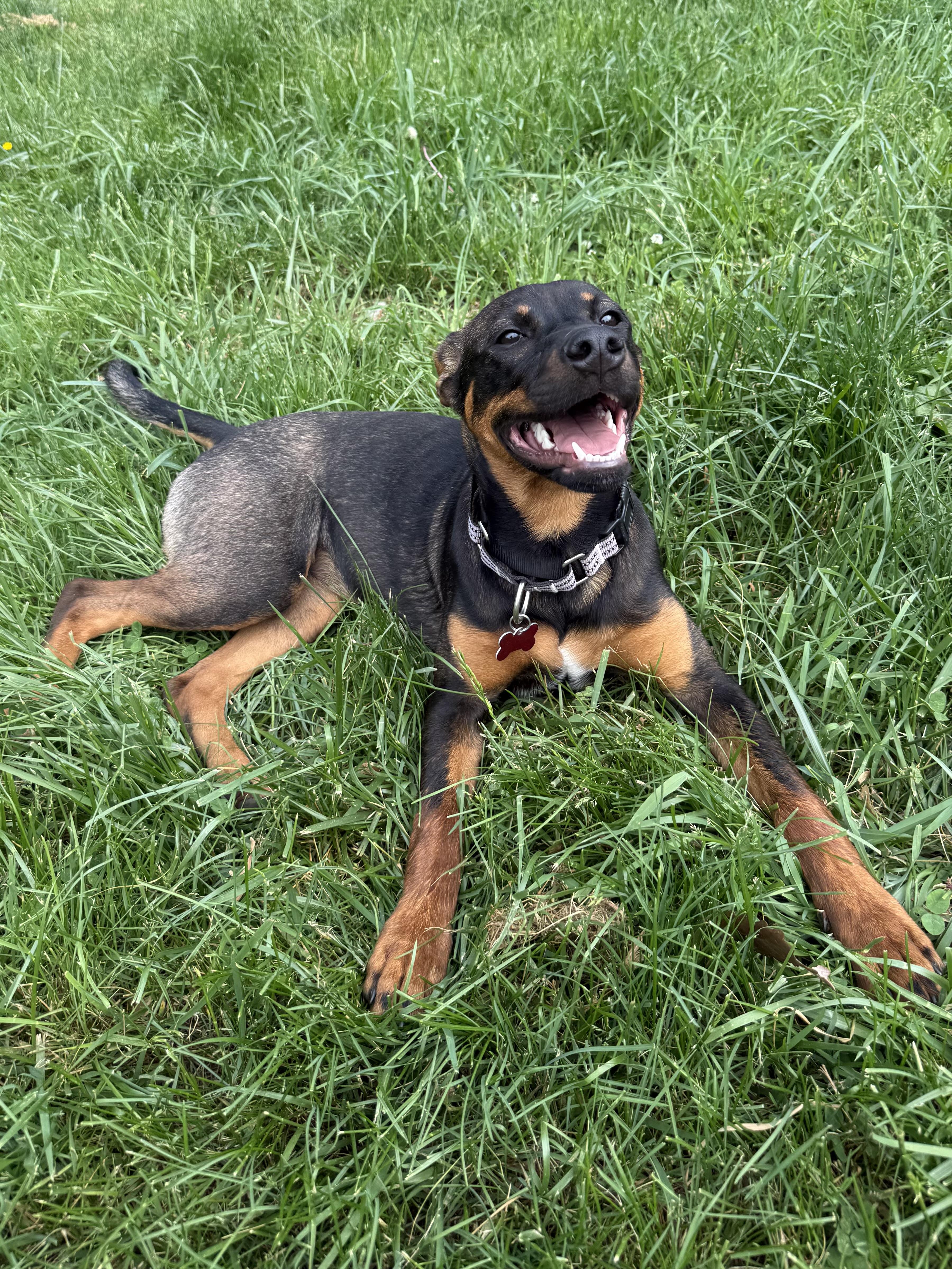 Enlarge Rumi, a ADOPTABLE mixed breed in Succasunna, NJ image 1/6