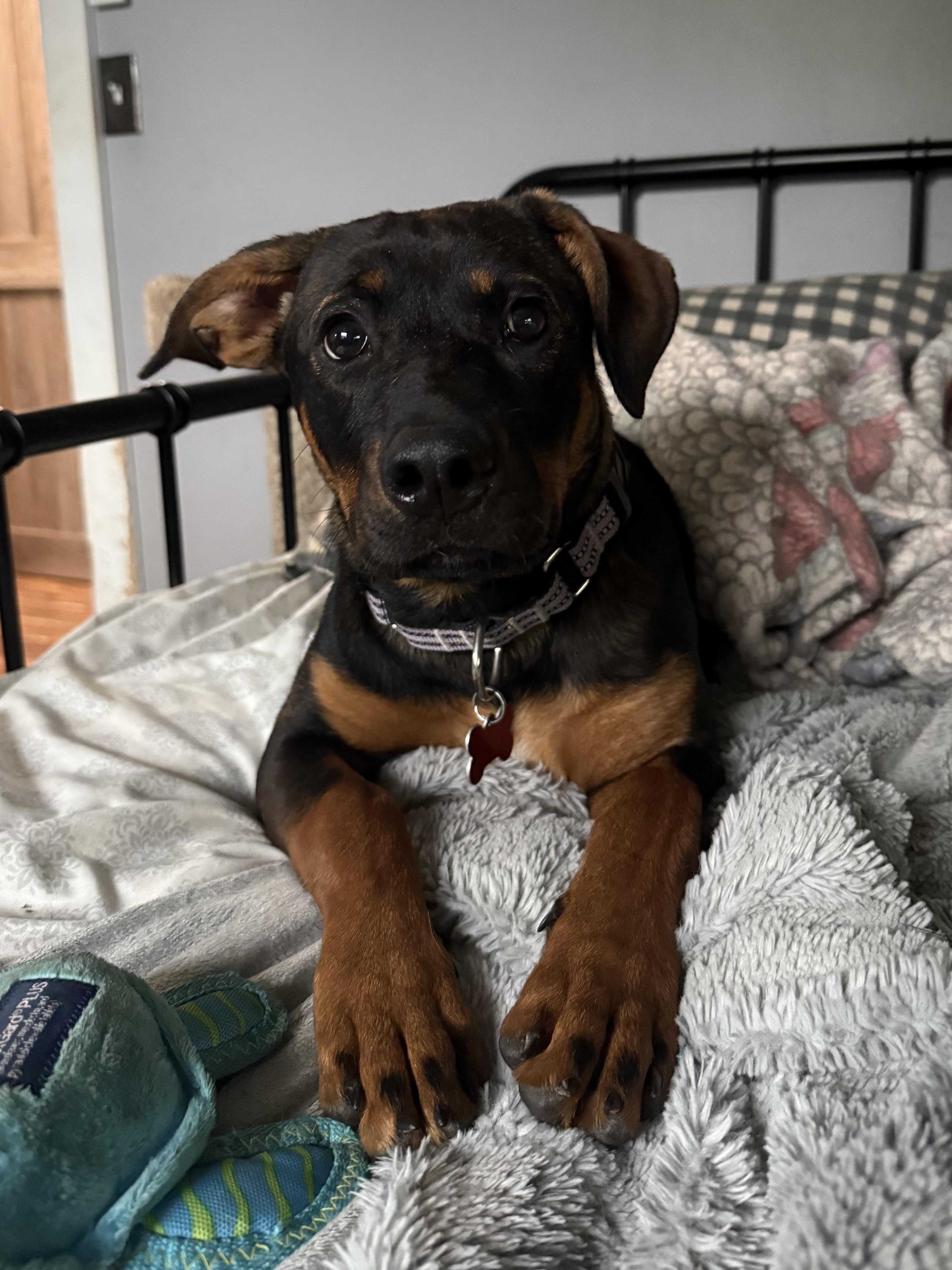 Enlarge Rumi, a ADOPTABLE mixed breed in Succasunna, NJ image 3/6
