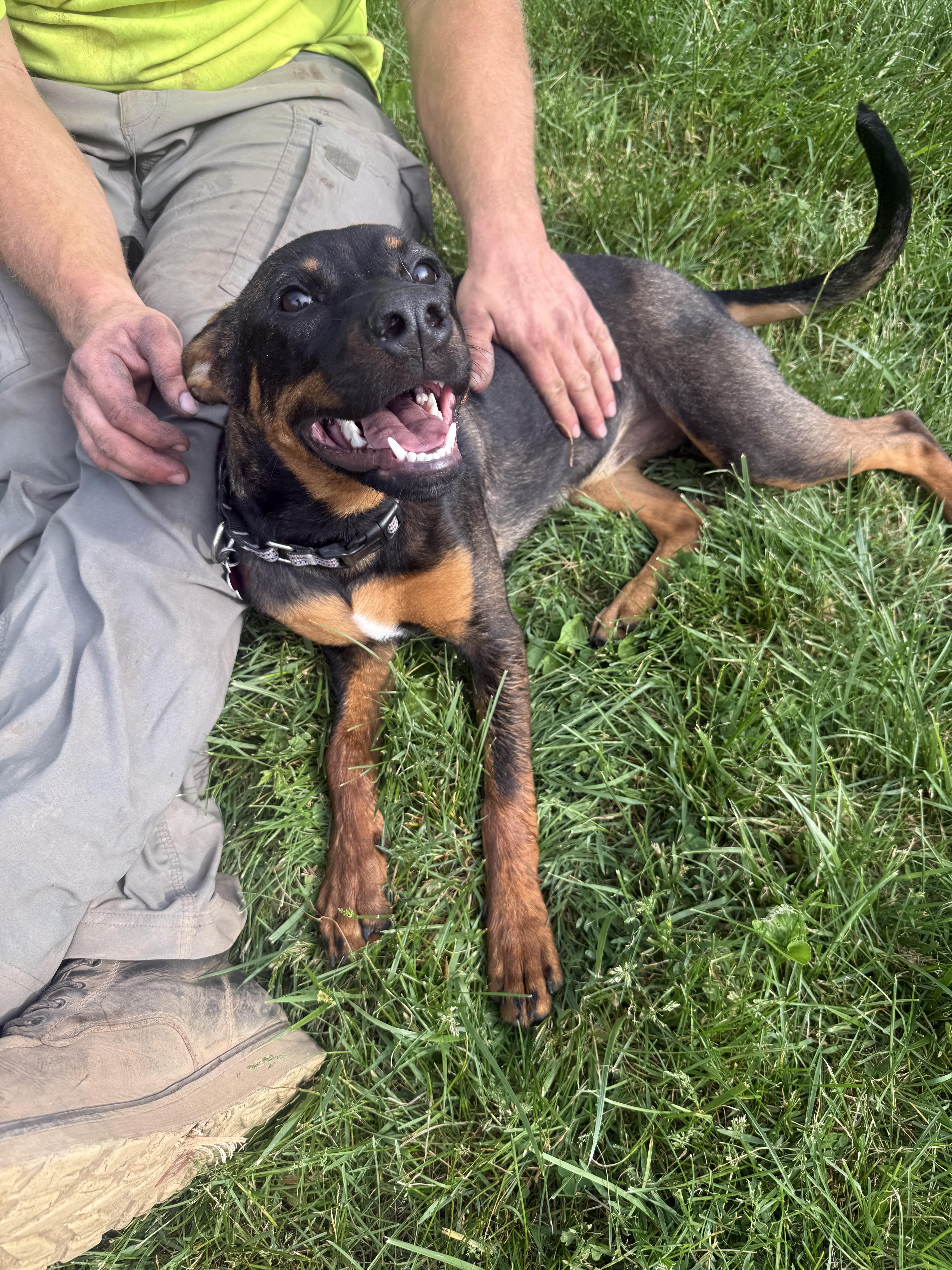 Enlarge Rumi, a ADOPTABLE mixed breed in Succasunna, NJ image 5/6