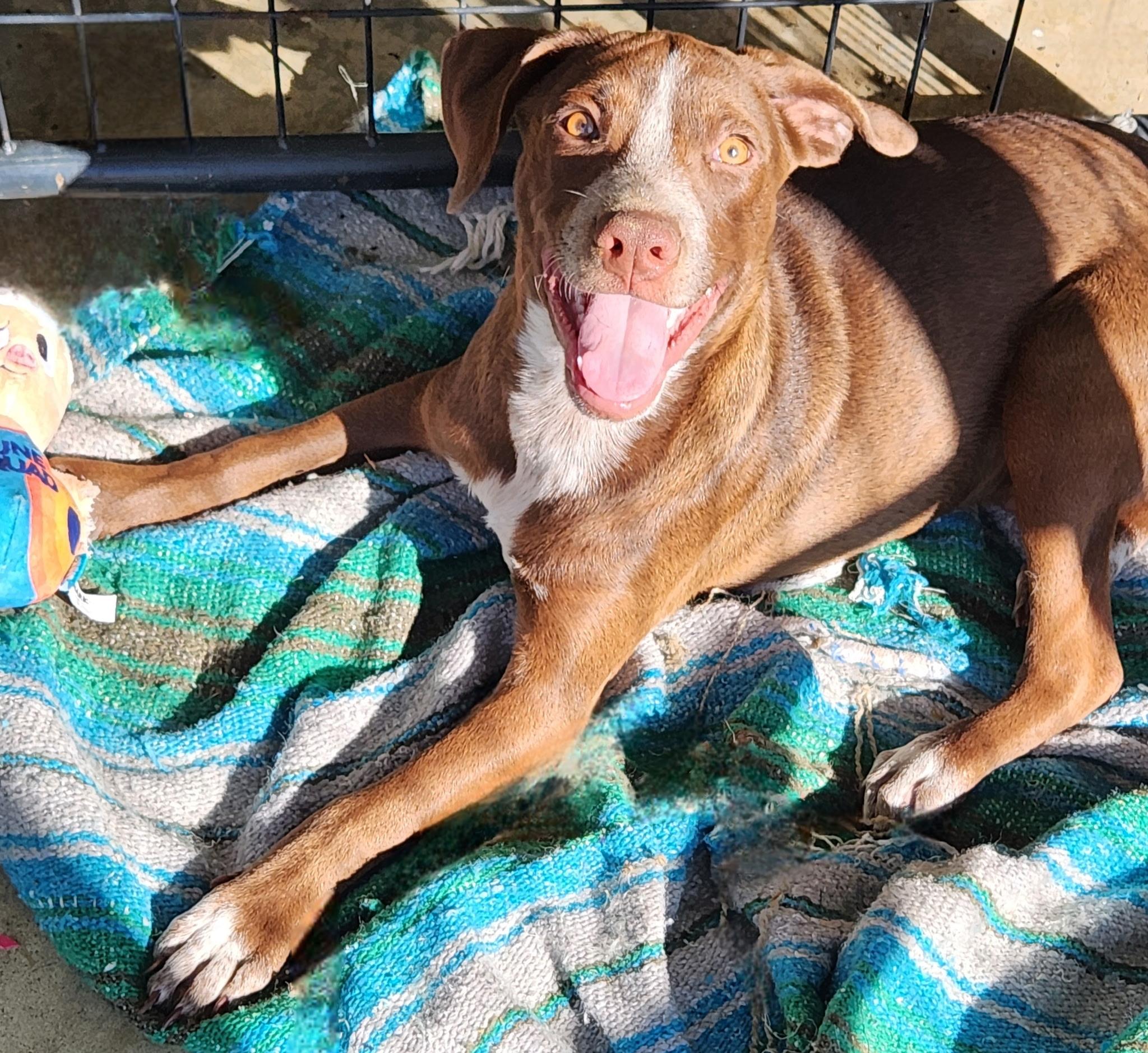 Enlarge HERSHEY, a ADOPTABLE mixed breed in Jackson, TN image 2/4