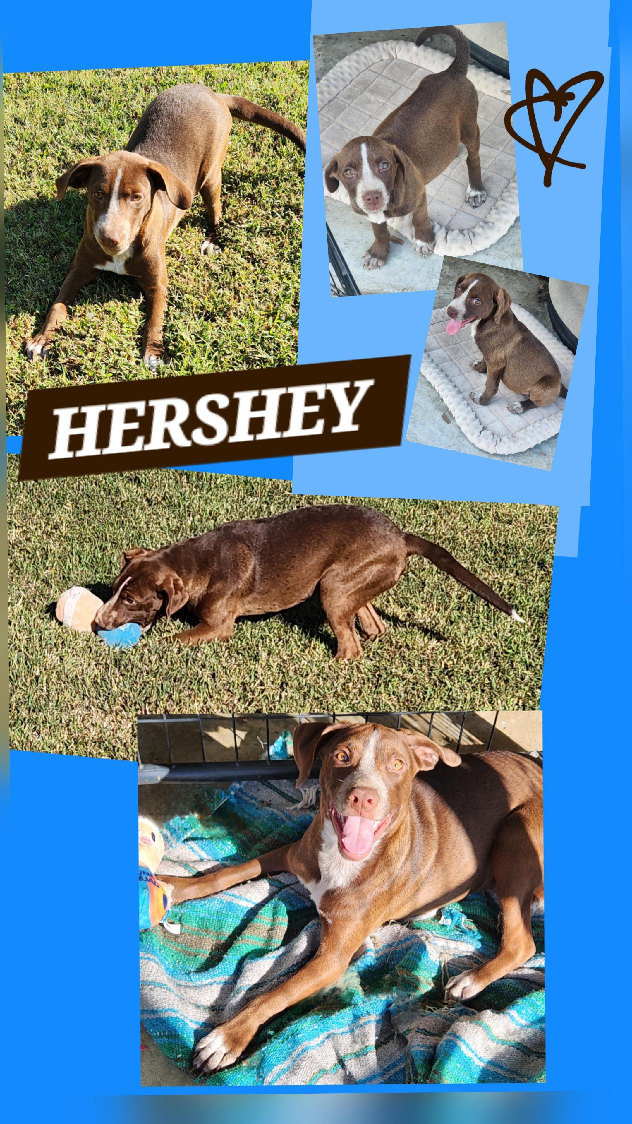 HERSHEY, ADOPTABLE, Young Male Labrador Retriever & Pointer.