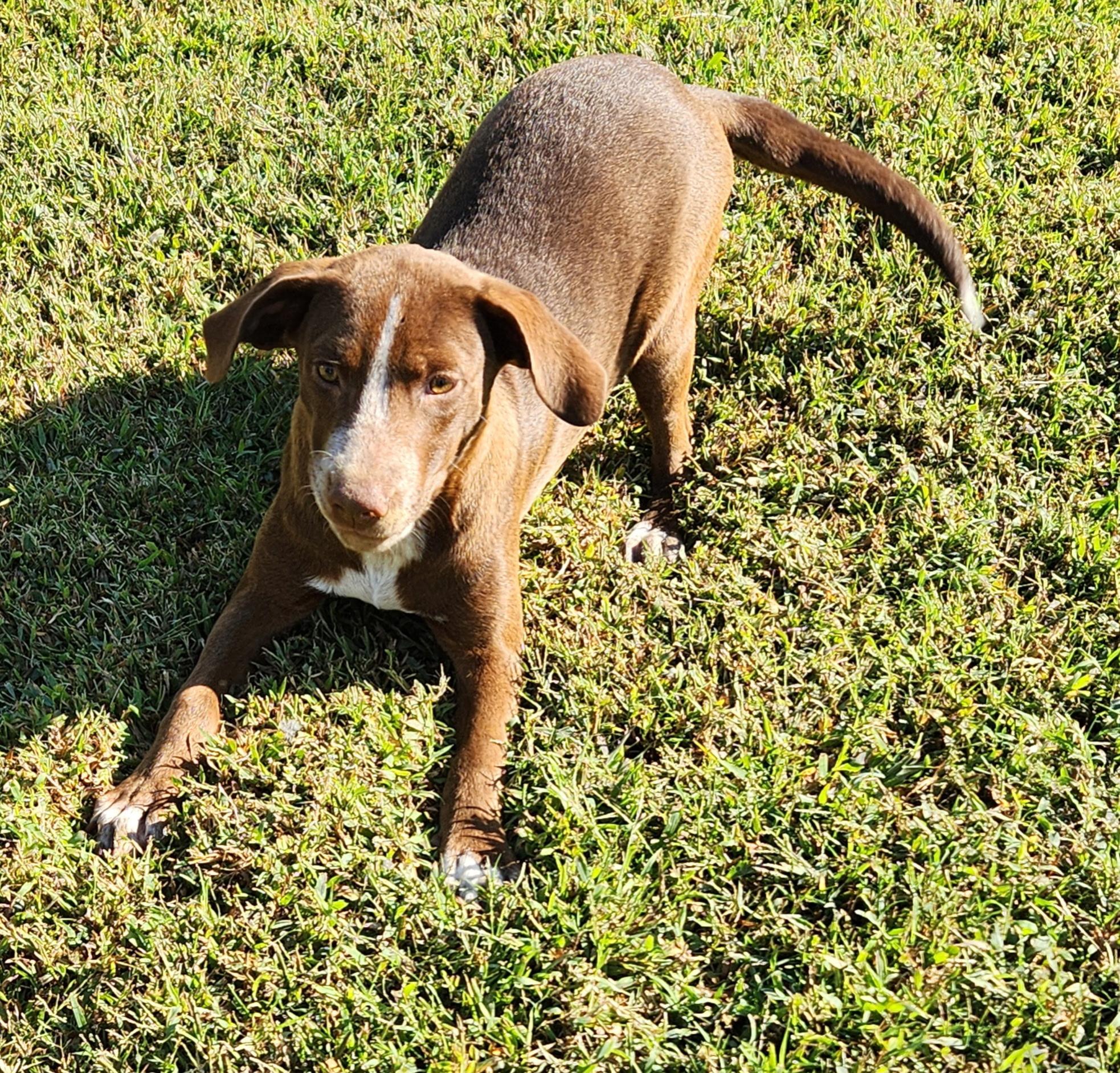Enlarge HERSHEY, a ADOPTABLE mixed breed in Jackson, TN image 4/4
