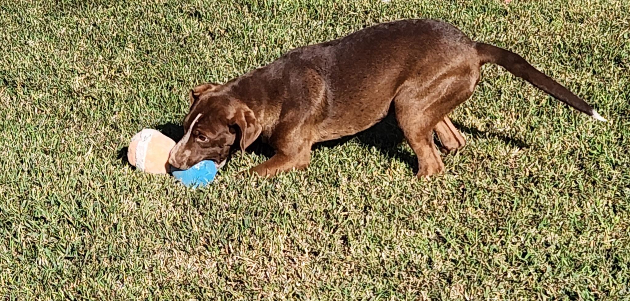 Enlarge HERSHEY, a ADOPTABLE mixed breed in Jackson, TN image 3/4