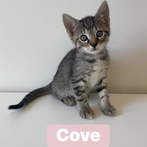Cove, Adoptable, Kitten Female Domestic Short Hair.
