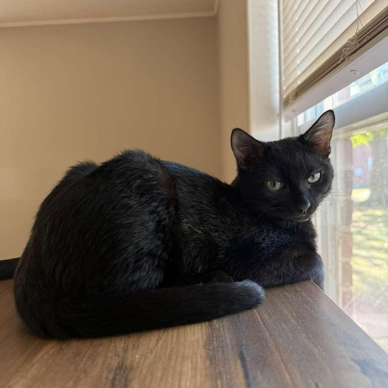 Enlarge Donald, a Adoptable Domestic Short Hair in Fairport, NY image 3/4