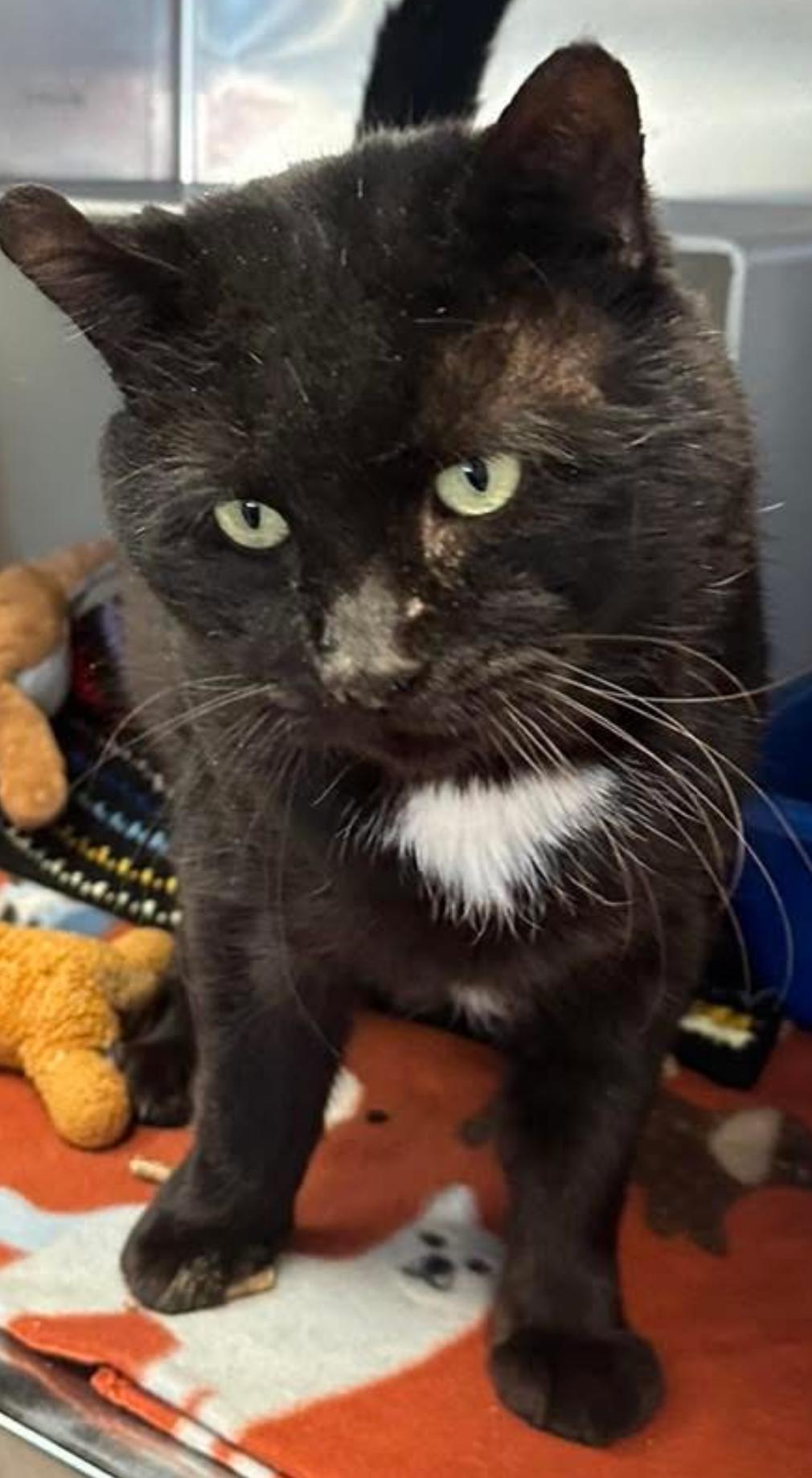 Enlarge Bagheera , a ADOPTABLE Domestic Short Hair in Sussex, NJ image 3/3