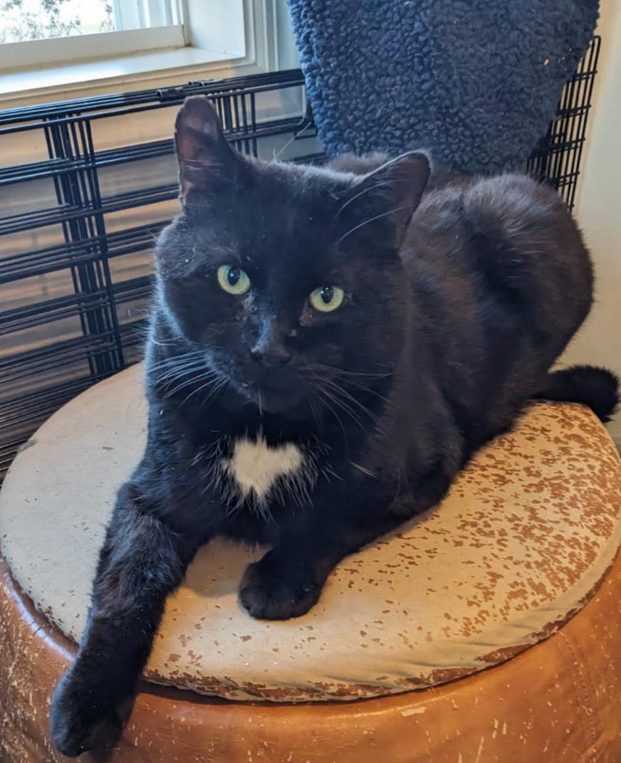 Enlarge Bagheera , a ADOPTABLE Domestic Short Hair in Sussex, NJ image 2/4