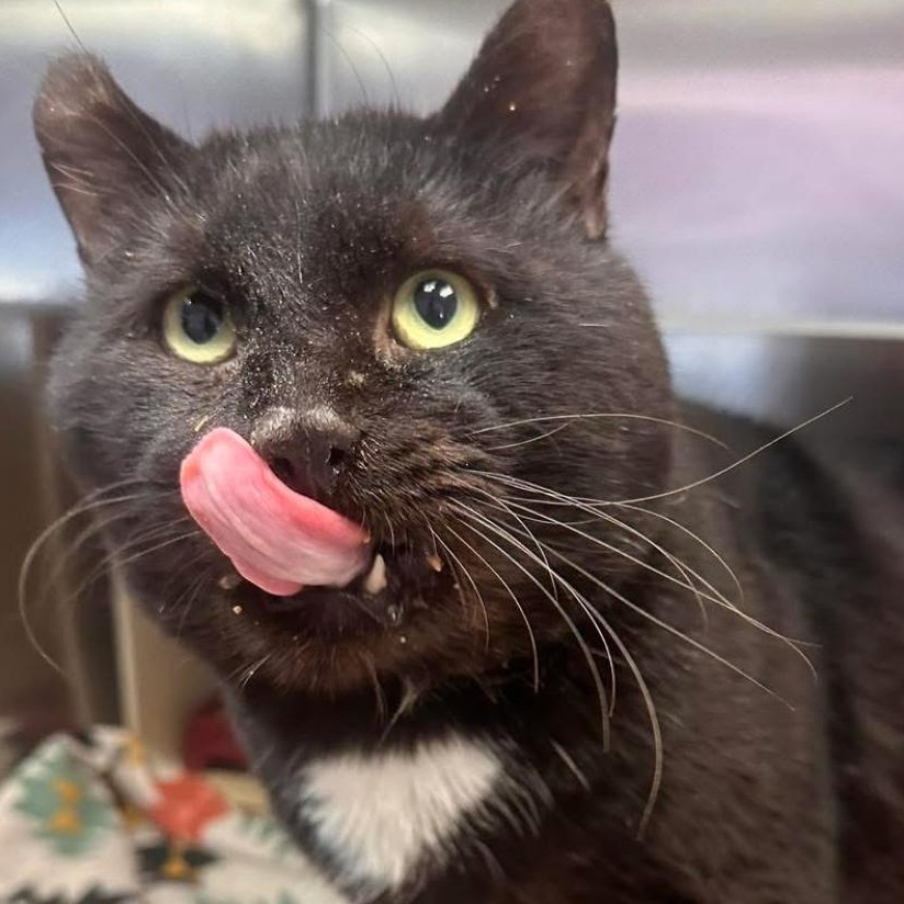 Enlarge Bagheera , a ADOPTABLE Domestic Short Hair in Sussex, NJ image 1/3