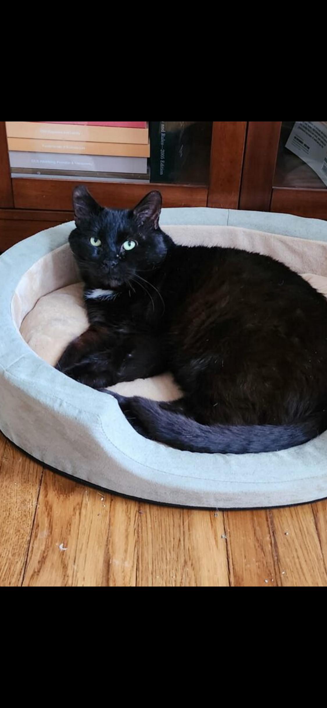 Enlarge Bagheera , a ADOPTABLE Domestic Short Hair in Sussex, NJ image 3/4