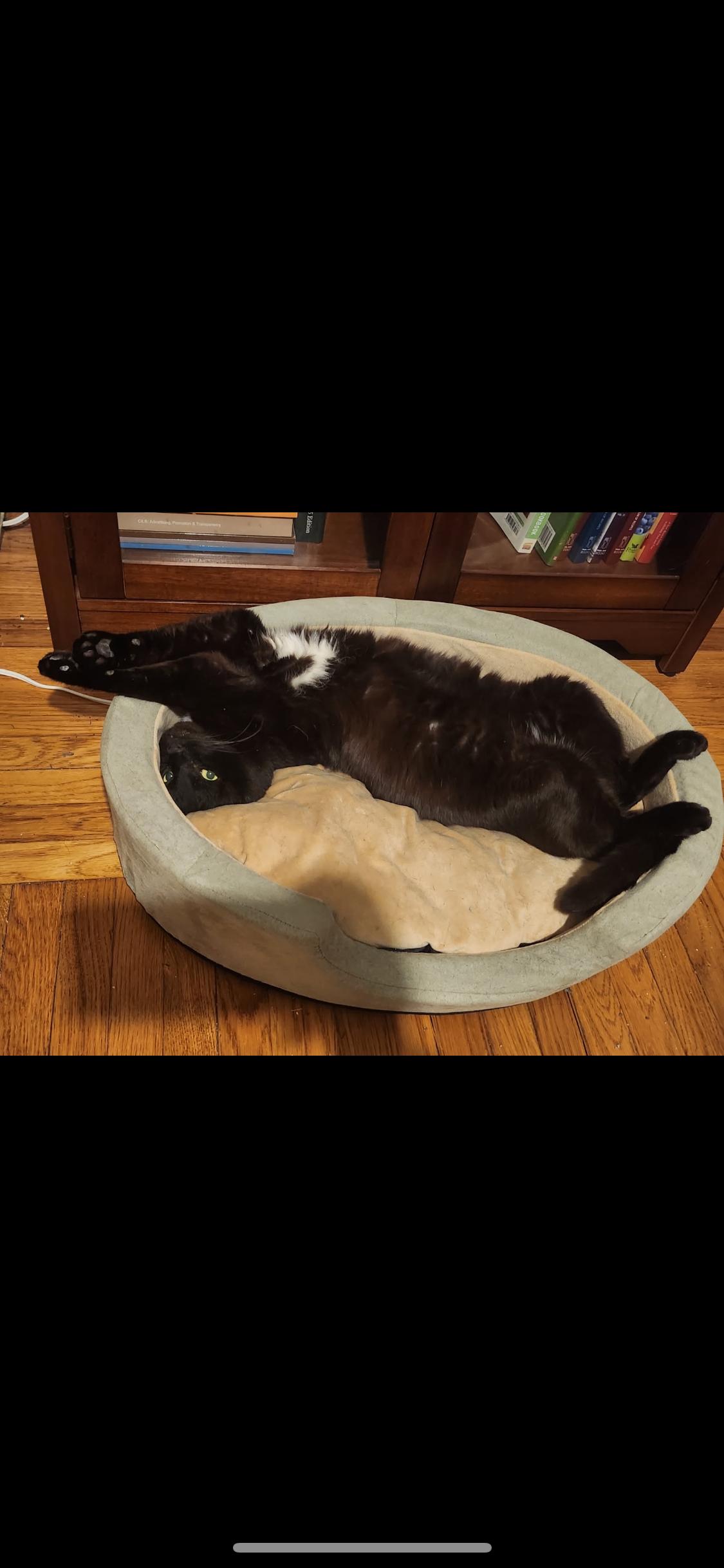 Enlarge Bagheera , a ADOPTABLE Domestic Short Hair in Sussex, NJ image 4/4