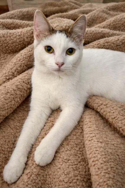 Enlarge Auralie, a ADOPTABLE mixed breed in Englewood, FL image 1/1