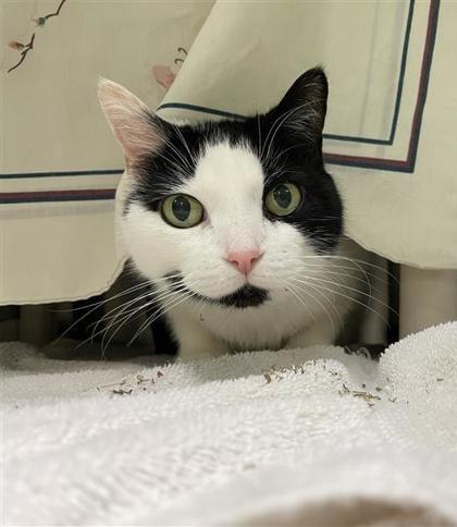 Enlarge Ficelle Douce, a Adoptable mixed breed in Montreal, QC image 1/3