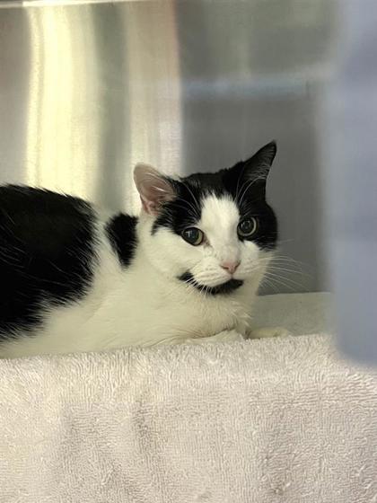 Enlarge Ficelle Douce, a Adoptable mixed breed in Montreal, QC image 2/3
