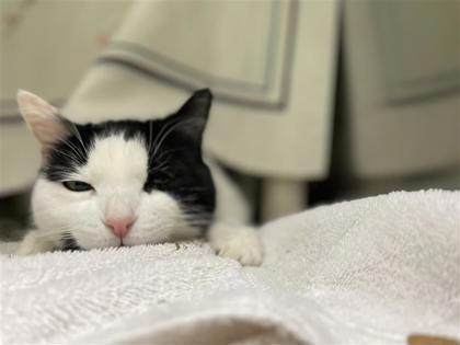 Enlarge Ficelle Douce, a Adoptable mixed breed in Montreal, QC image 3/3