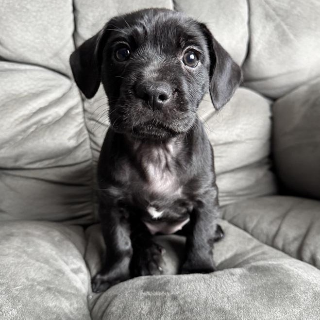 Buttercup, adopted, Puppy Female Shorkie & French Bulldog.