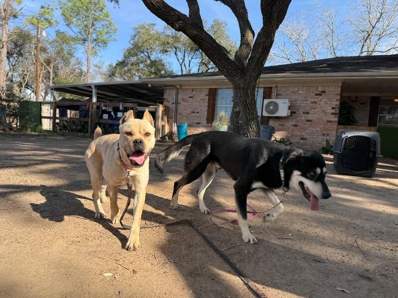 Lil Guy Lou Lover — thumbnail 2