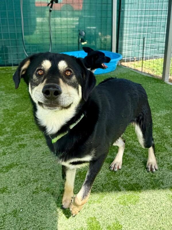 Lil Guy Lou Lover — thumbnail 4