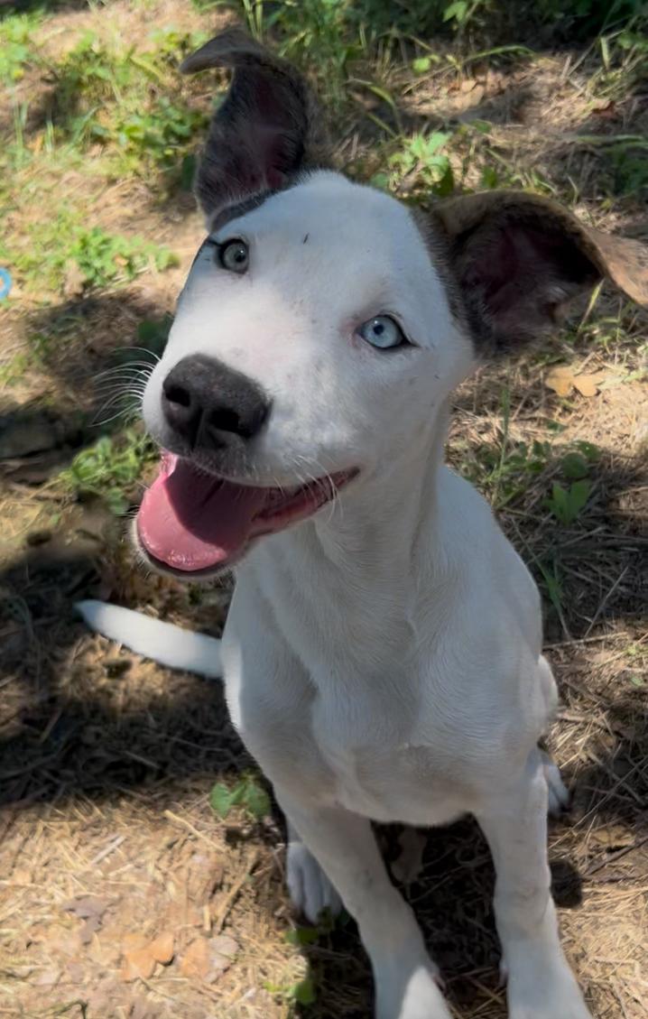 Enlarge Poppy, a Adopted mixed breed in Comanche, TX image 1/2