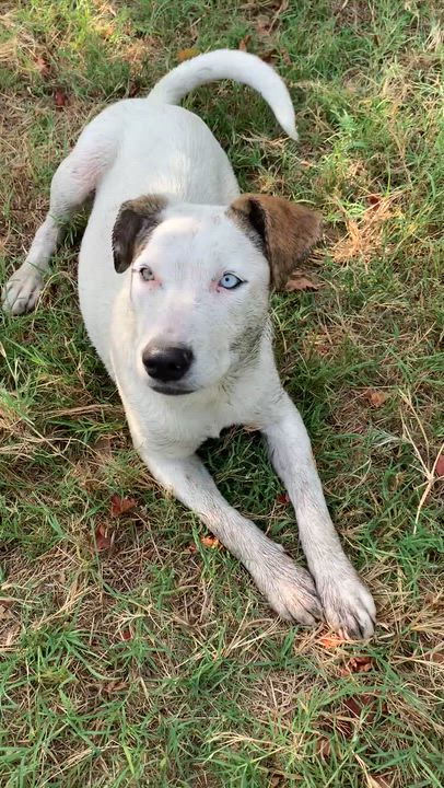 Enlarge Poppy, a Adopted mixed breed in Comanche, TX video 2/2