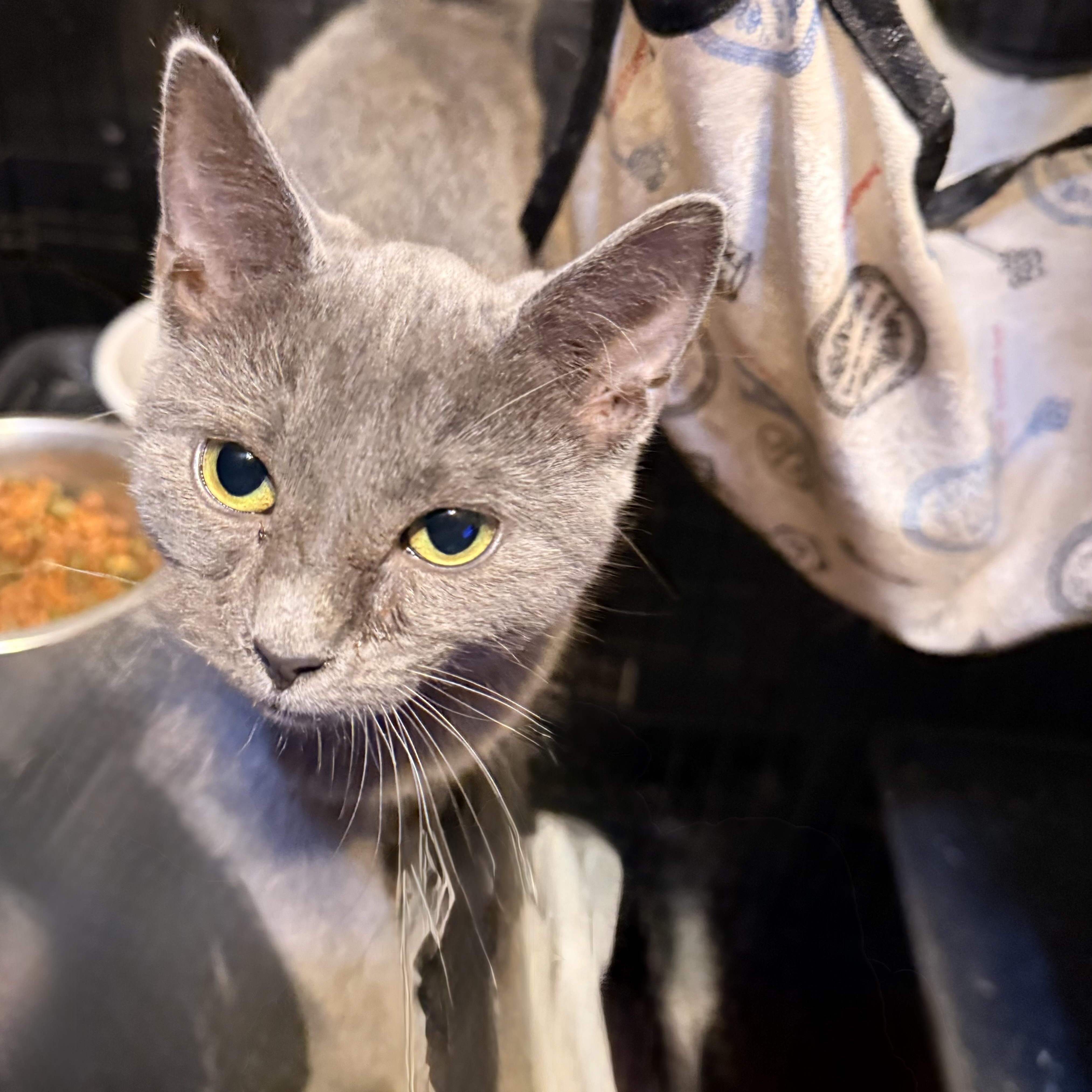 Enlarge Goblin, a Adoptable Domestic Short Hair in Conway, SC image 6/6