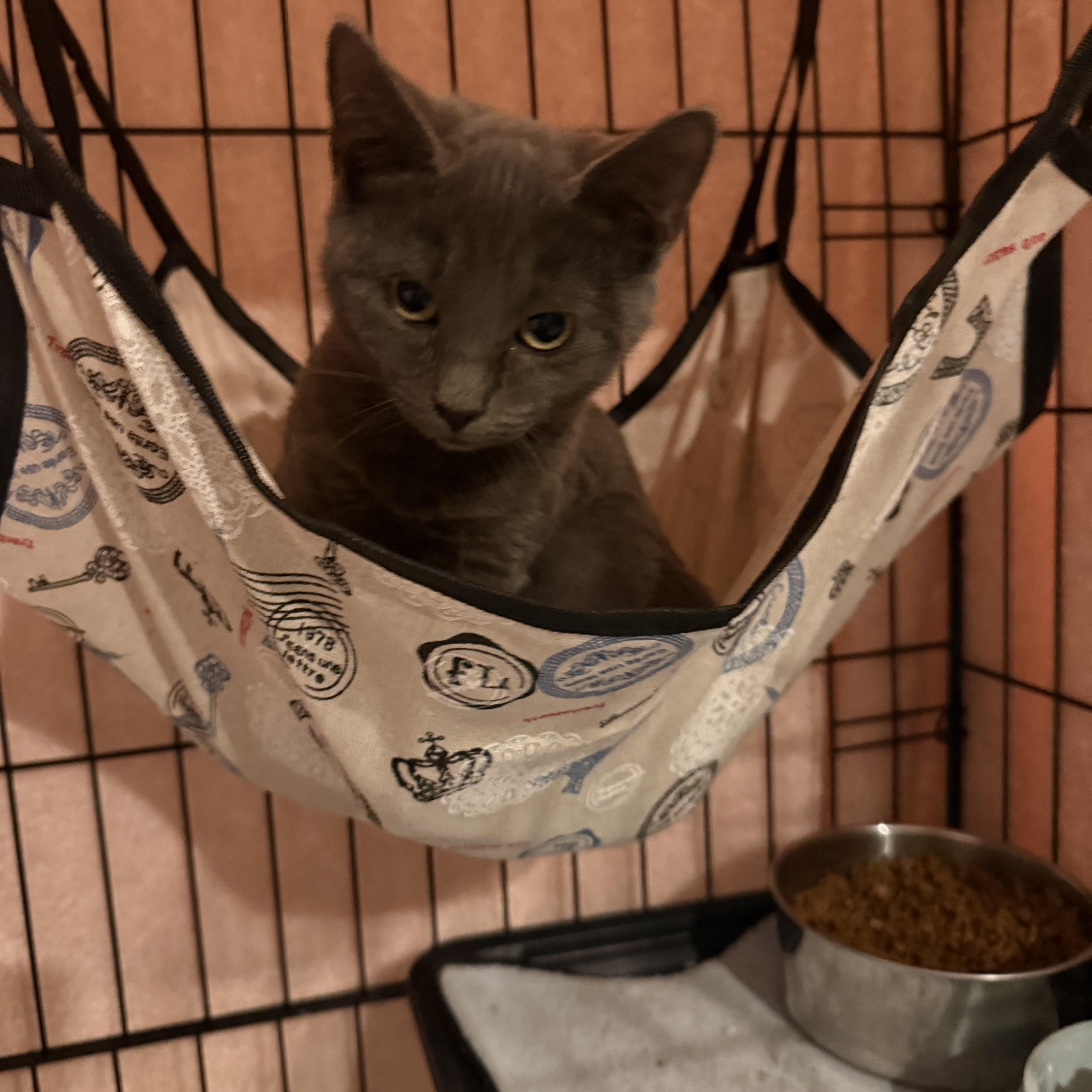 Enlarge Goblin, a Adoptable Domestic Short Hair in Conway, SC image 2/6