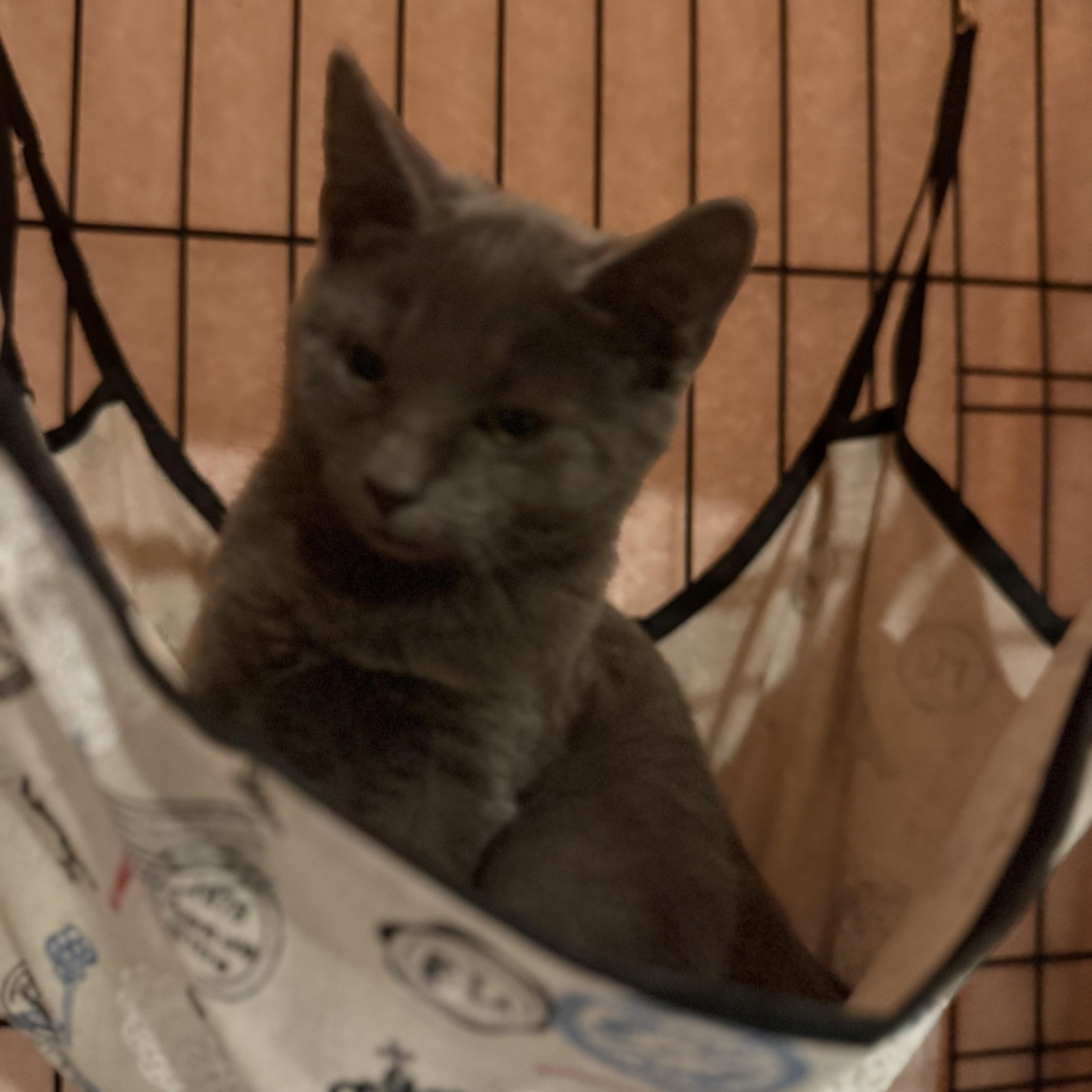 Goblin, Adoptable, Kitten Female Domestic Short Hair.