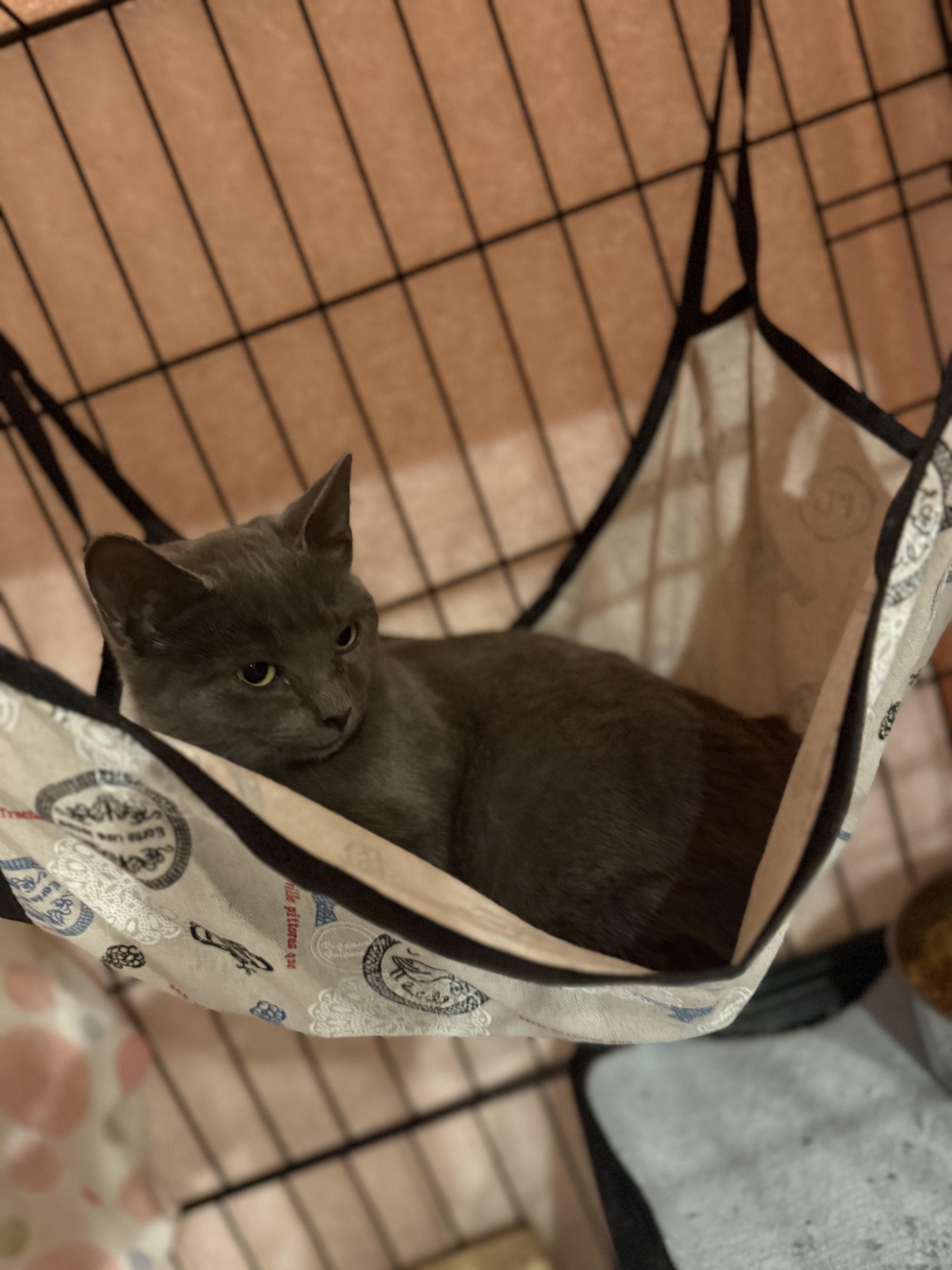 Enlarge Goblin, a Adoptable Domestic Short Hair in Conway, SC image 4/6