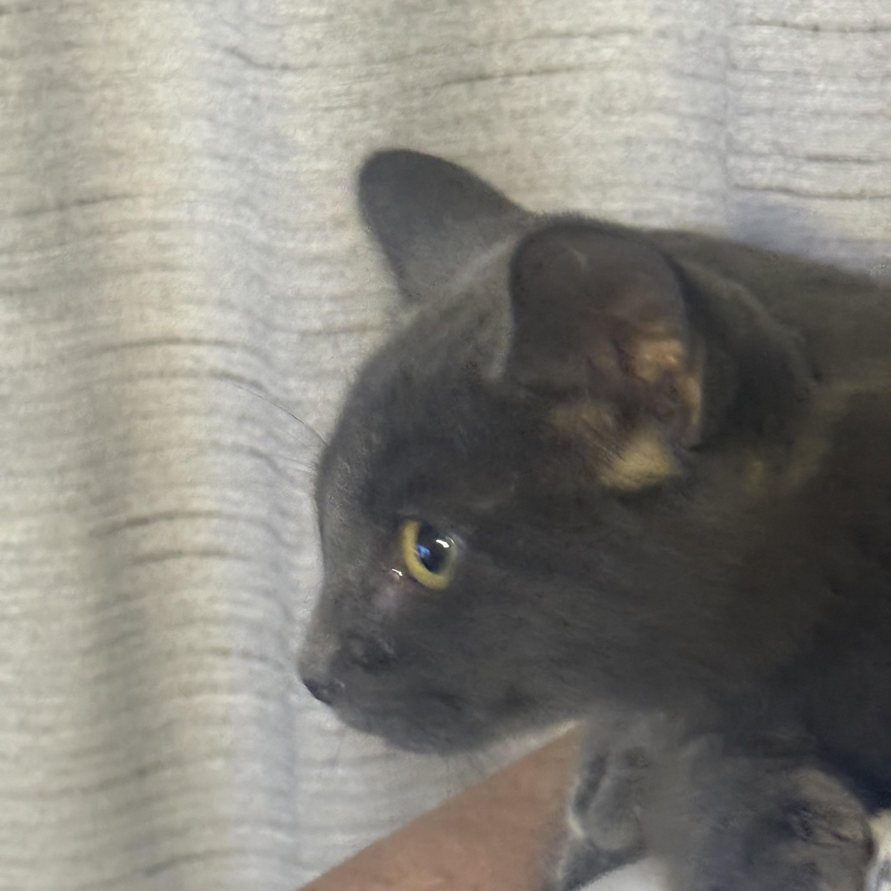 Enlarge Goblin, a Adoptable Domestic Short Hair in Conway, SC image 5/6