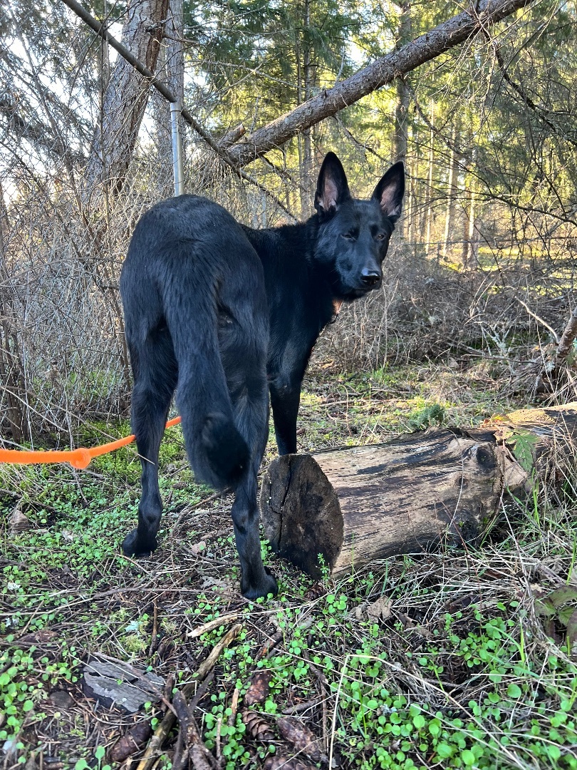 Enlarge Tova, a Adopted German Shepherd Dog in Lakewood, WA image 1/4