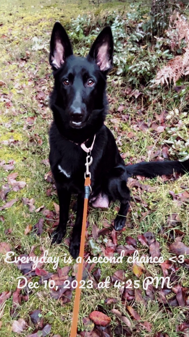 Enlarge Tova, a Adopted German Shepherd Dog in Lakewood, WA image 2/4