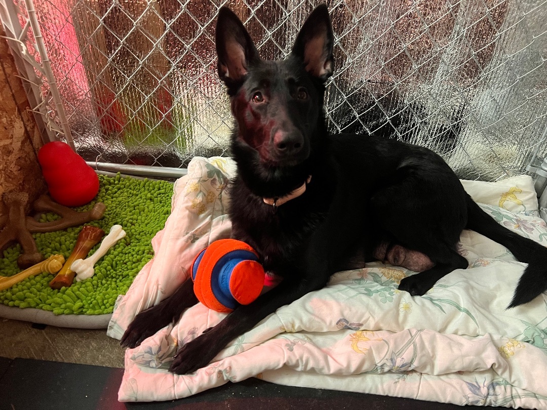 Enlarge Tova, a Adopted German Shepherd Dog in Lakewood, WA image 3/4