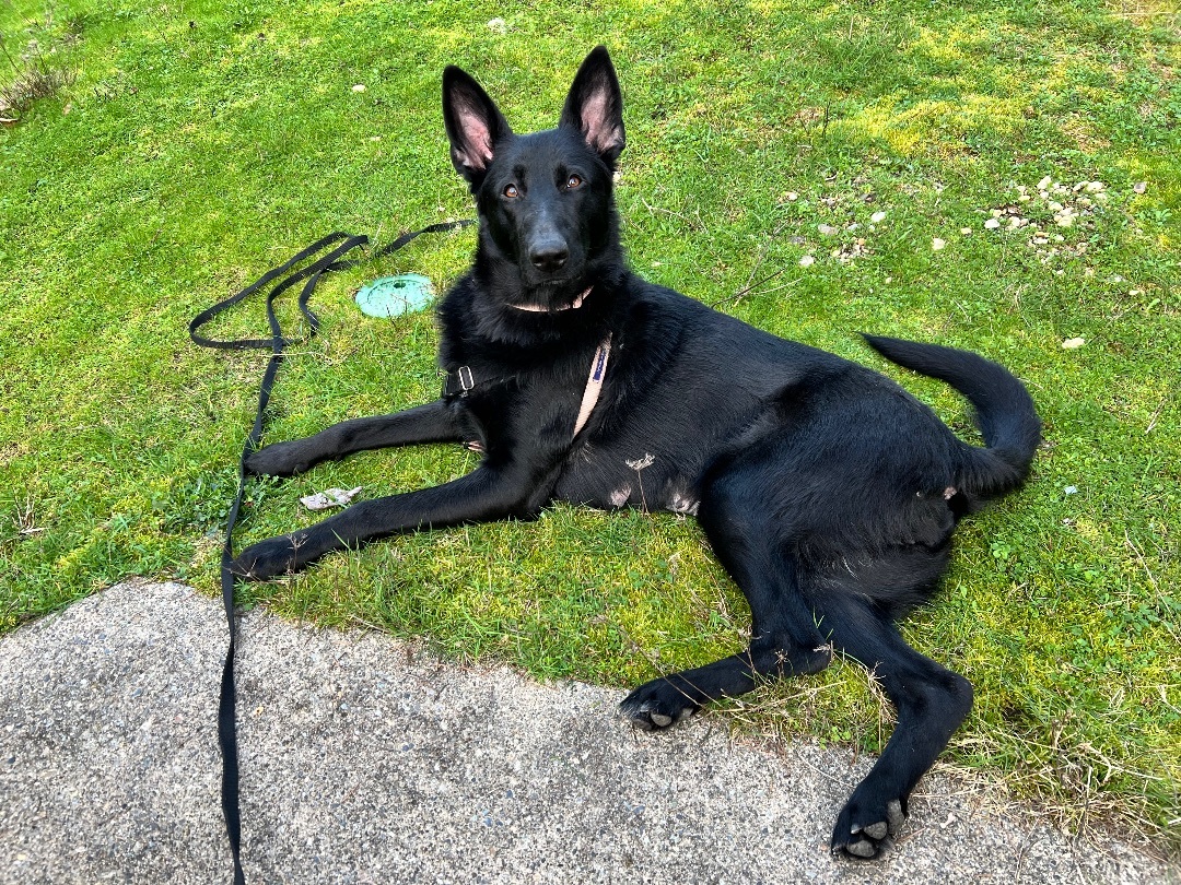Tova, Adopted, Adult Female German Shepherd Dog.