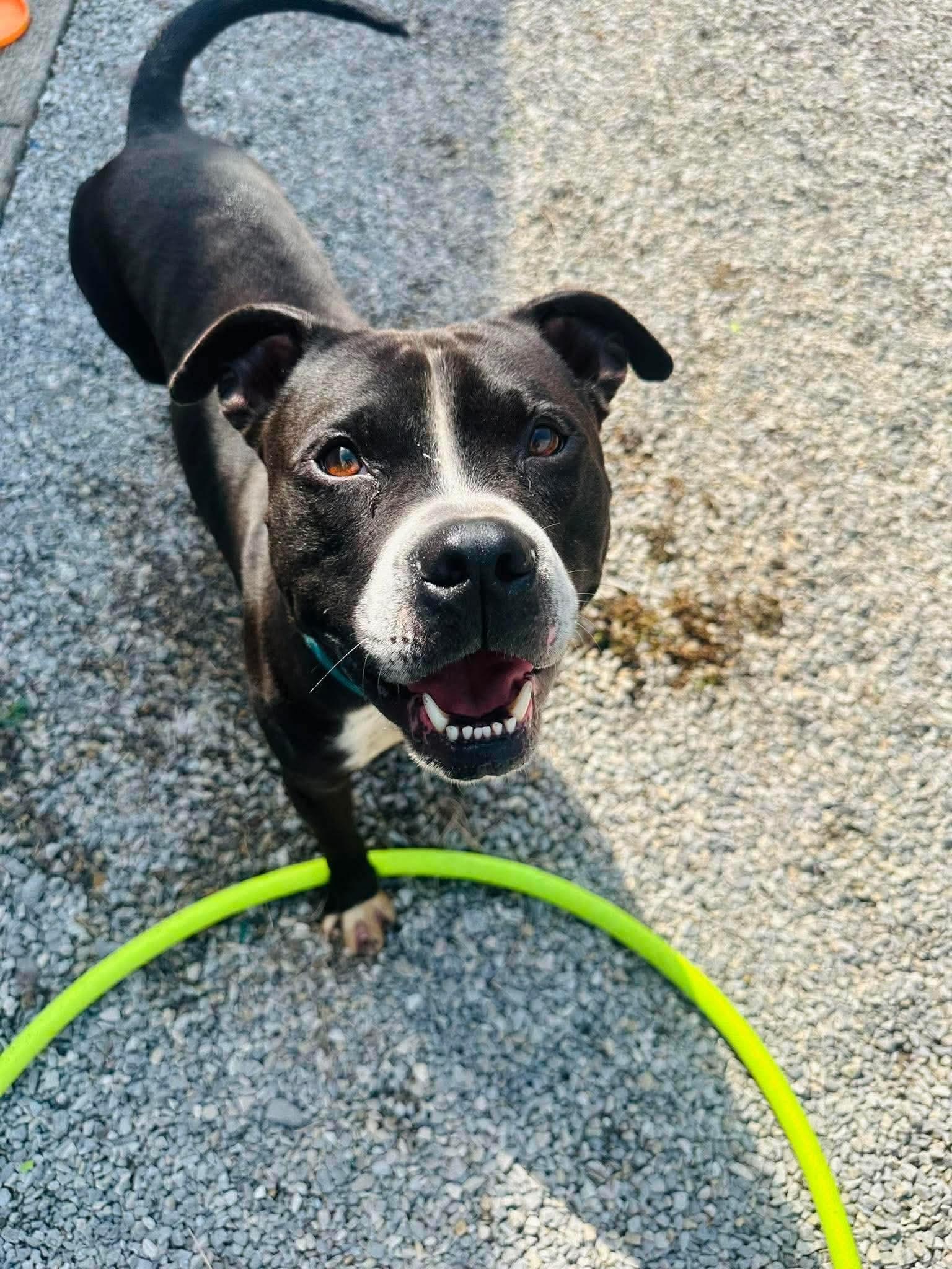 Enlarge Elliot, a Adoptable Pit Bull Terrier in Lancaster, KY image 5/5