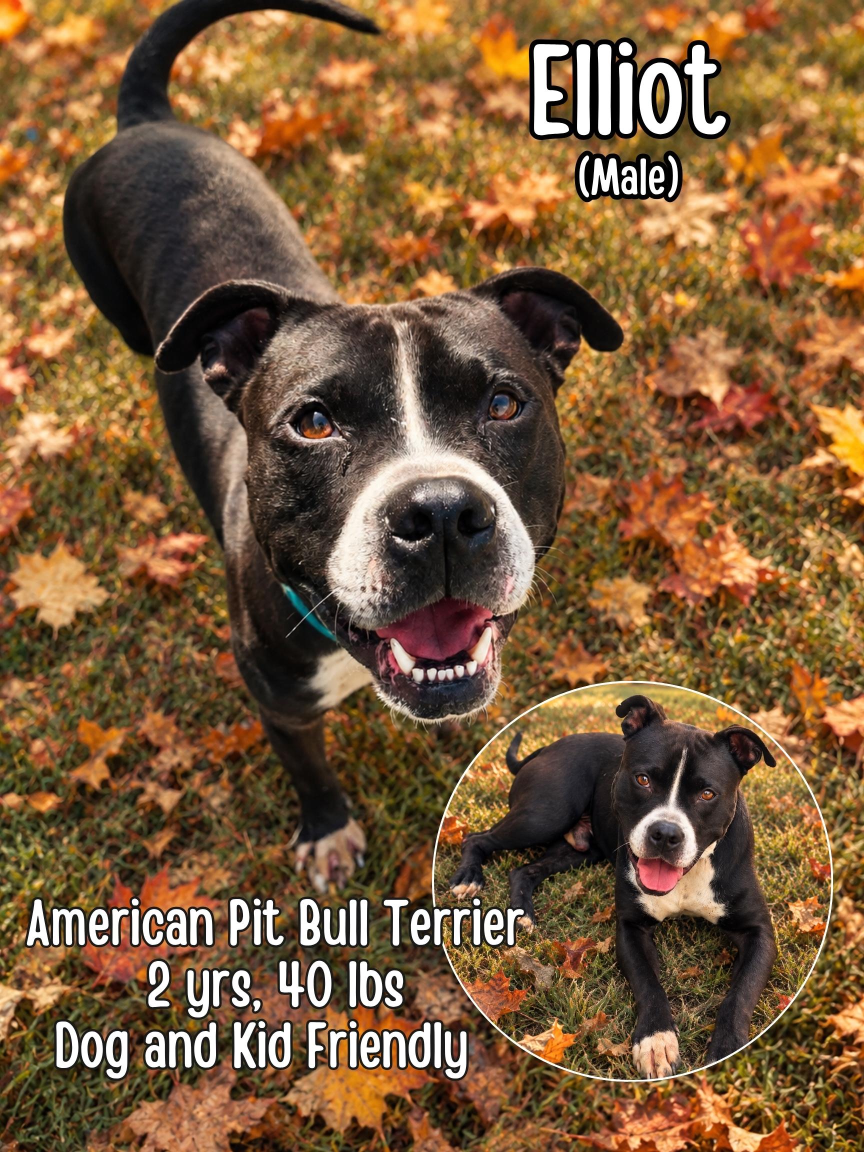 Enlarge Elliot, a Adoptable Pit Bull Terrier in Lancaster, KY image 1/5