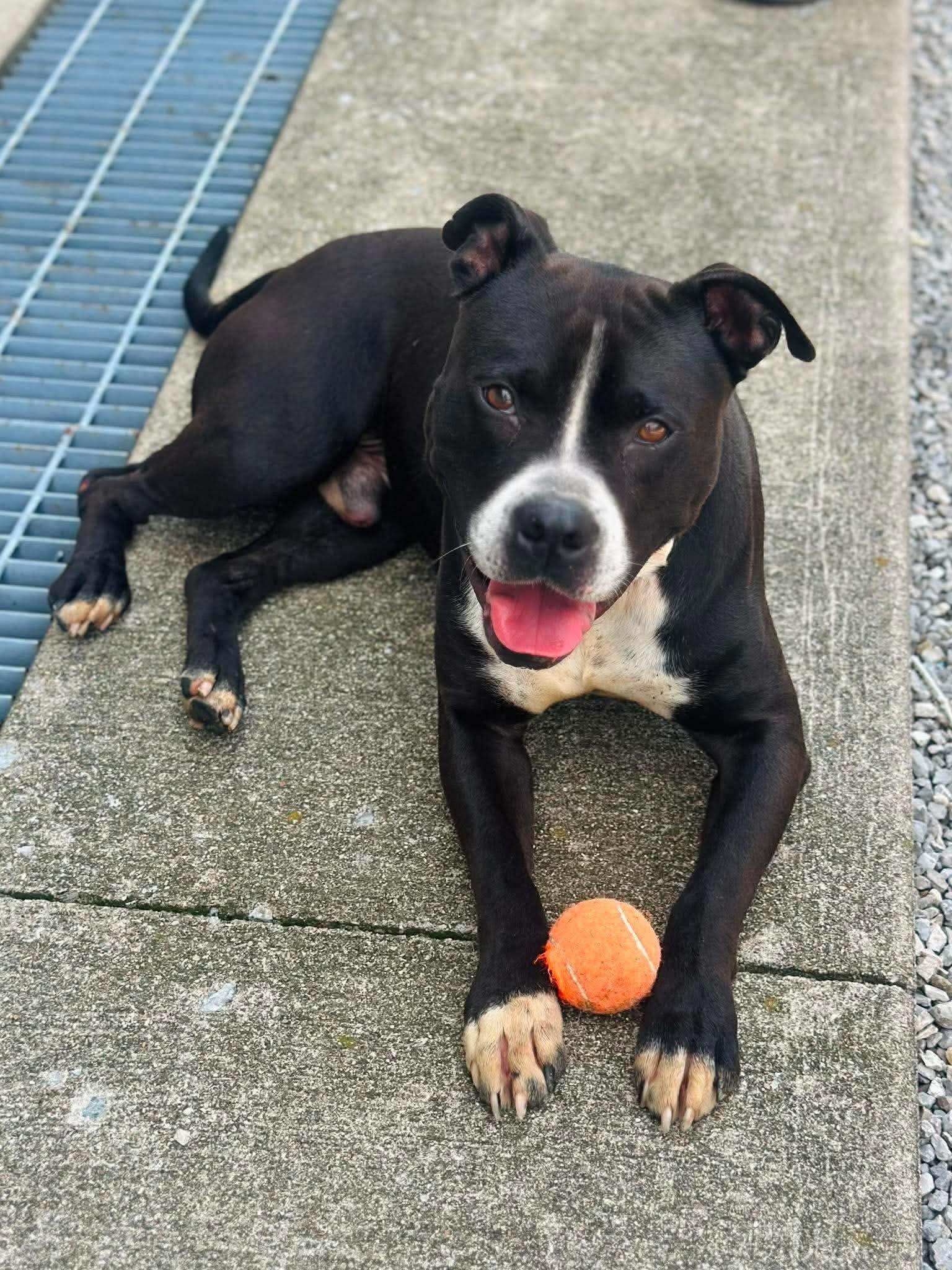 Enlarge Elliot, a Adoptable Pit Bull Terrier in Lancaster, KY image 4/5