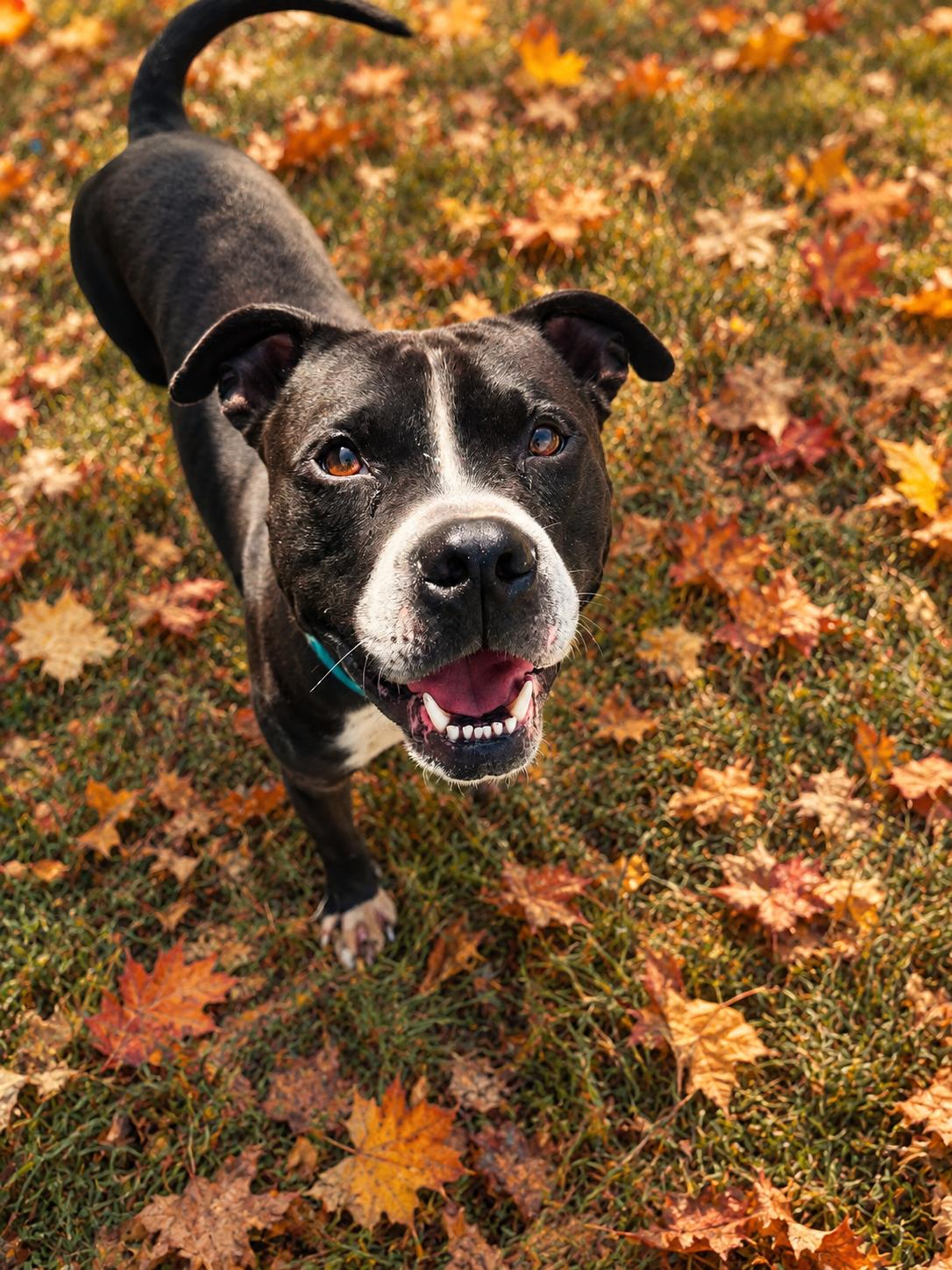 Enlarge Elliot, a Adoptable Pit Bull Terrier in Lancaster, KY image 3/5