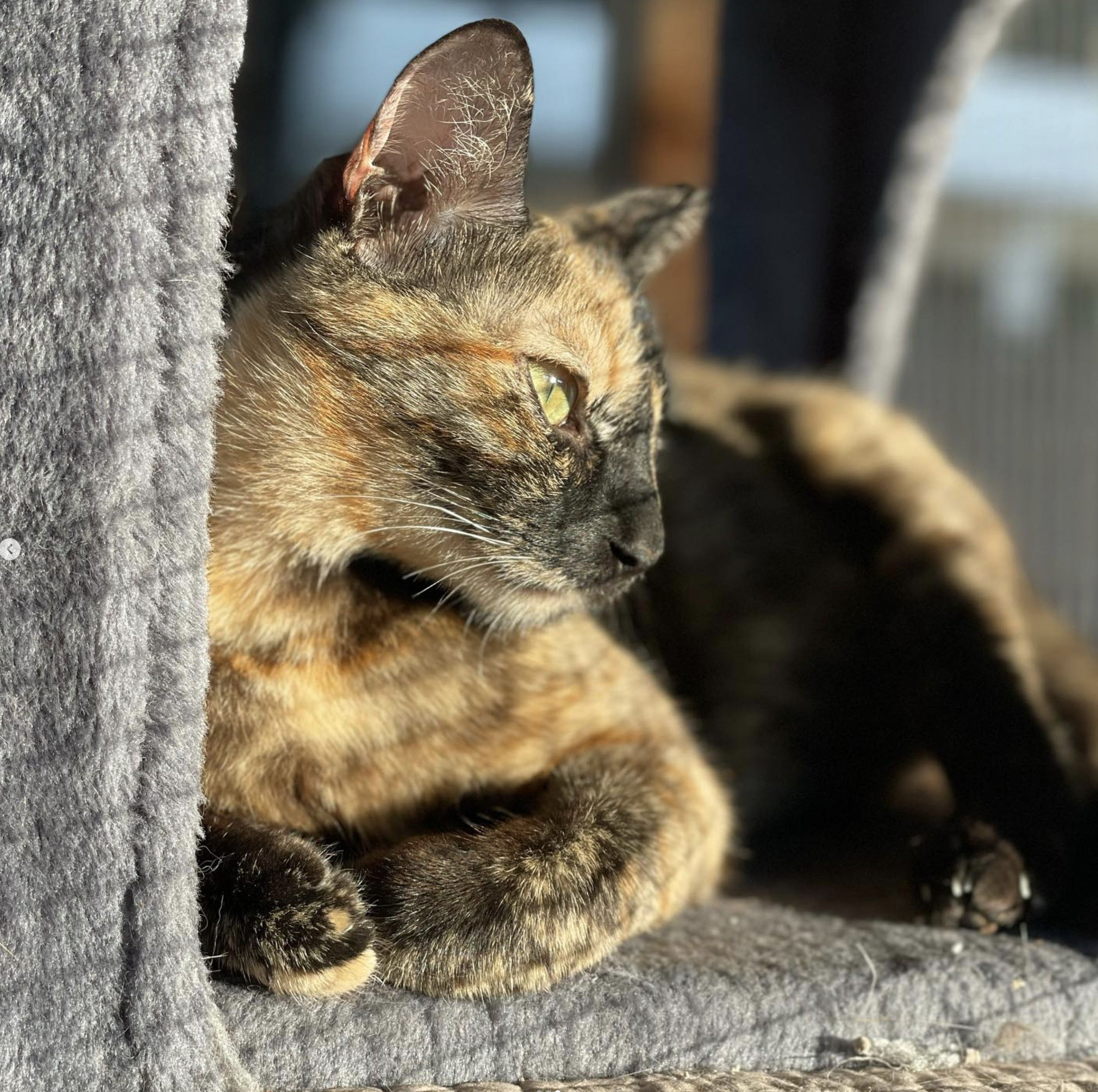 Kelis, a Adoptable Domestic Short Hair in Pasadena, CA image 1/6