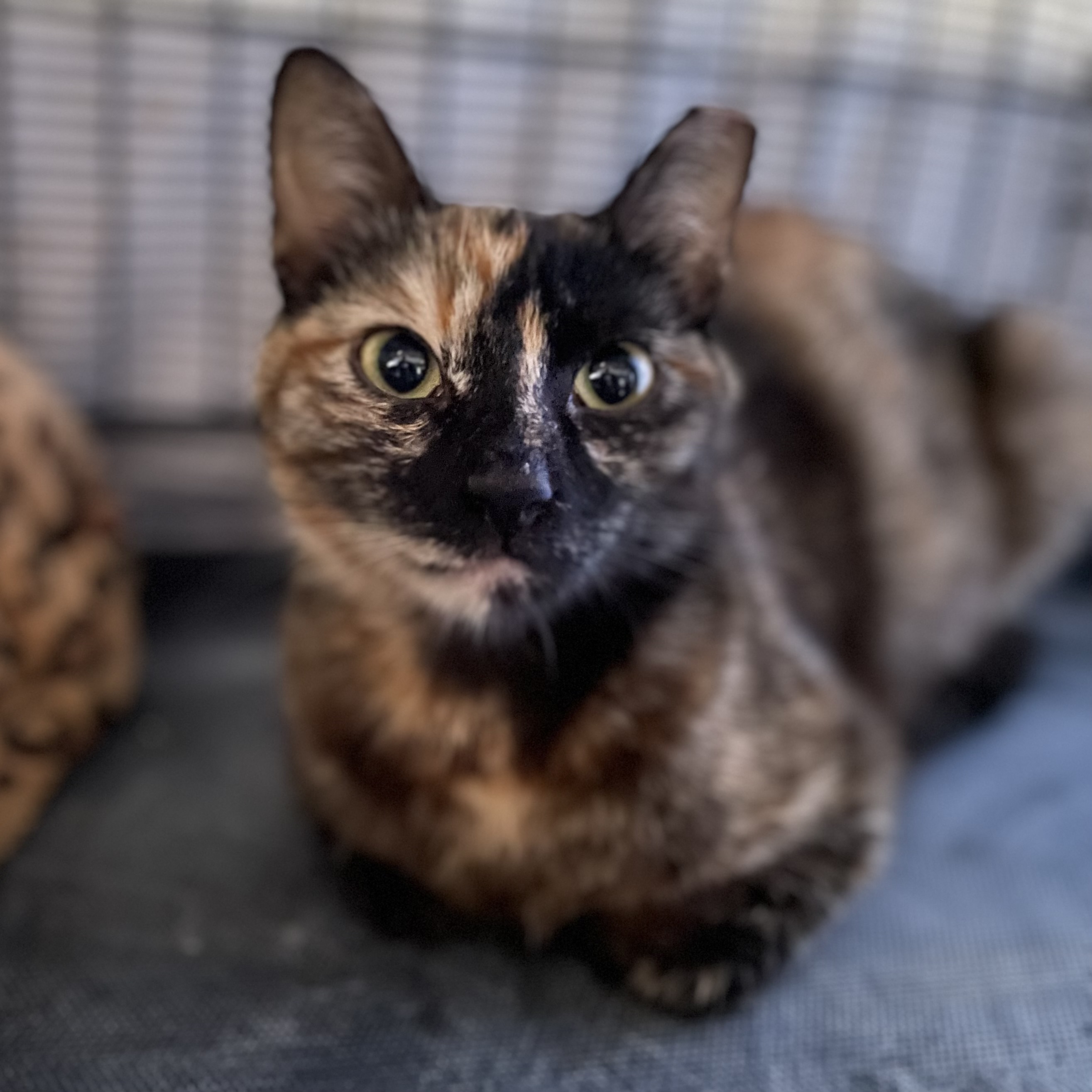 Kelis, a Adoptable Domestic Short Hair in Pasadena, CA image 2/6