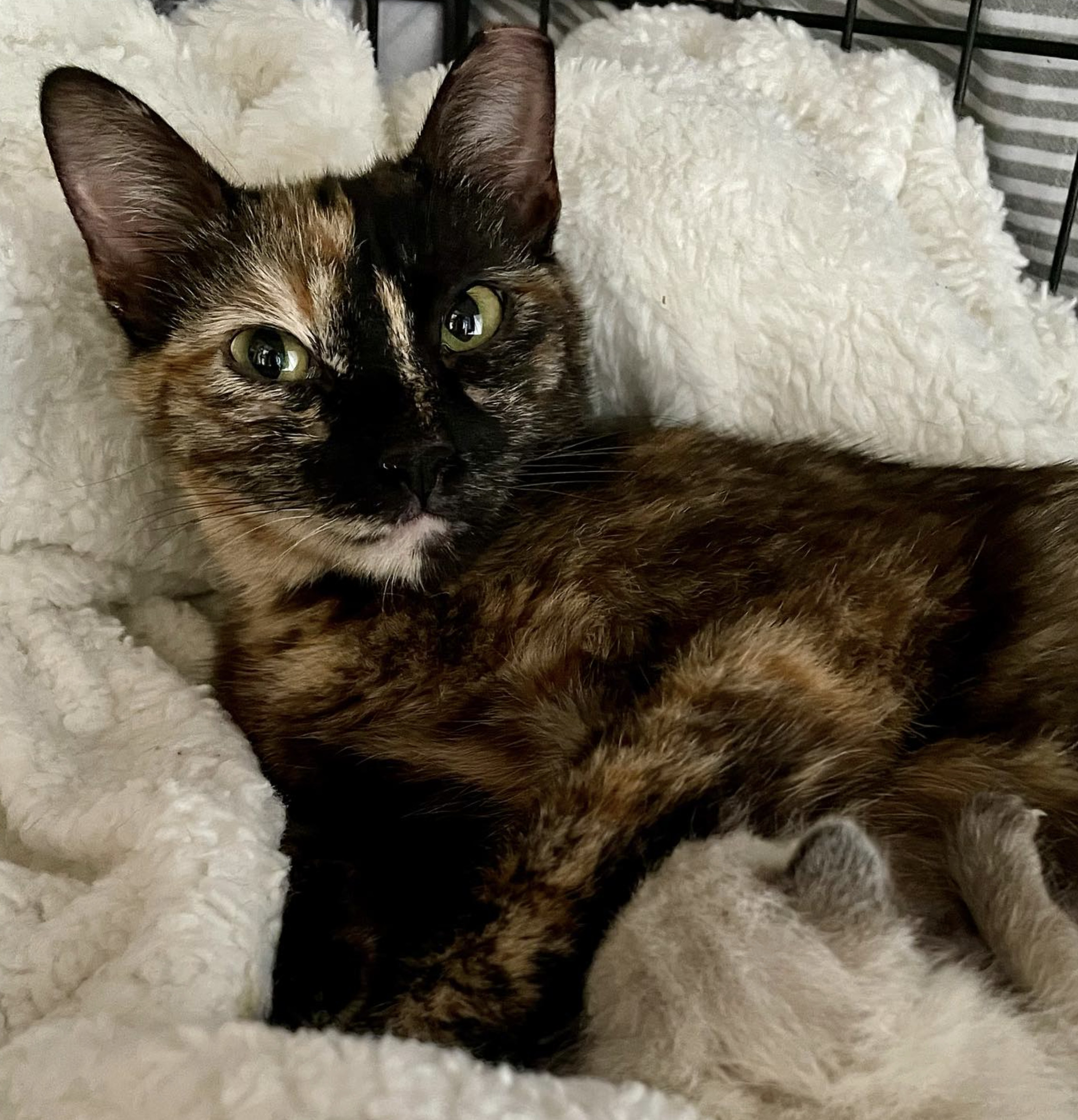 Kelis, a Adoptable Domestic Short Hair in Pasadena, CA image 3/6