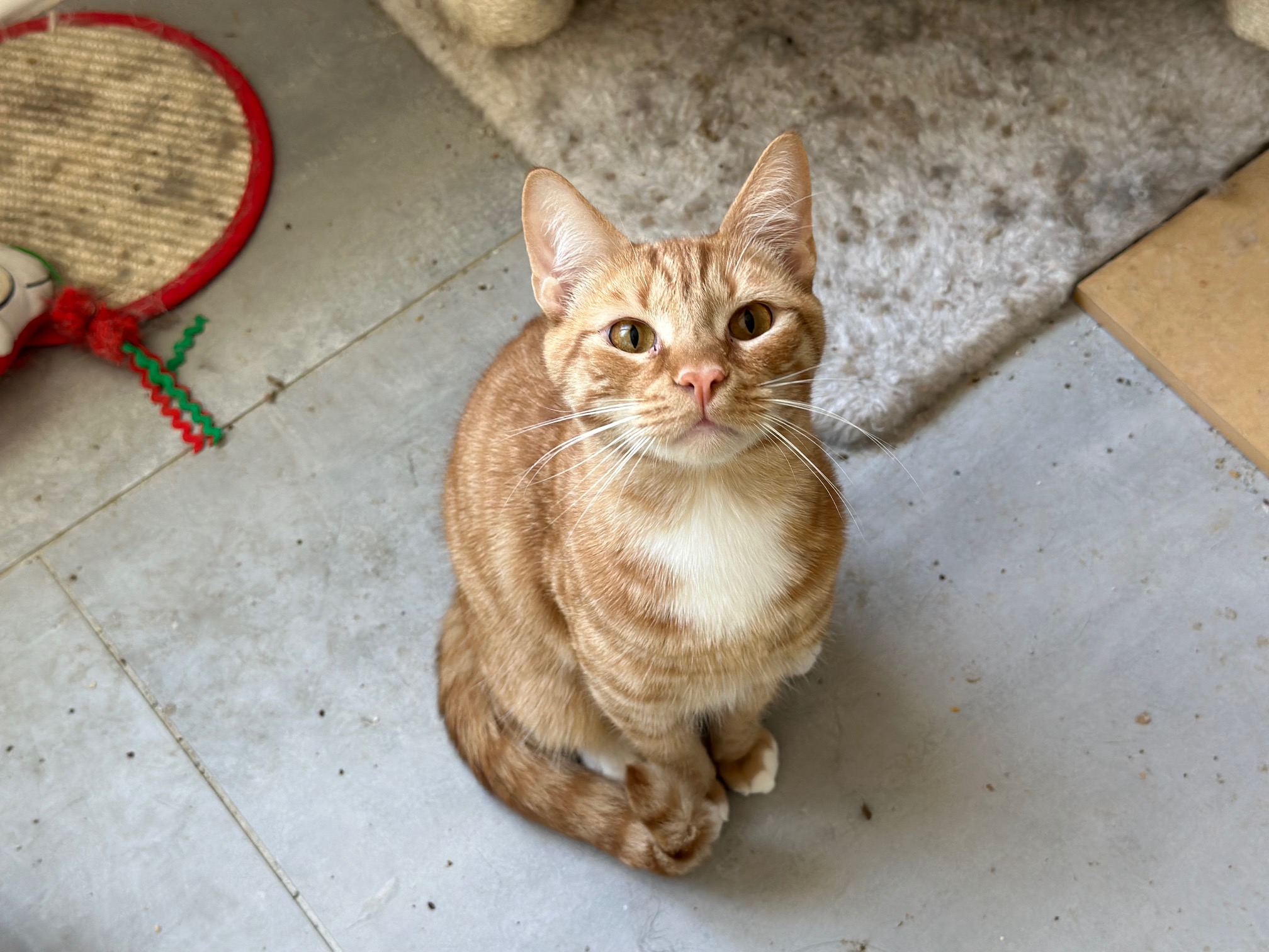 Kai, Adopted, Young Male Domestic Short Hair.