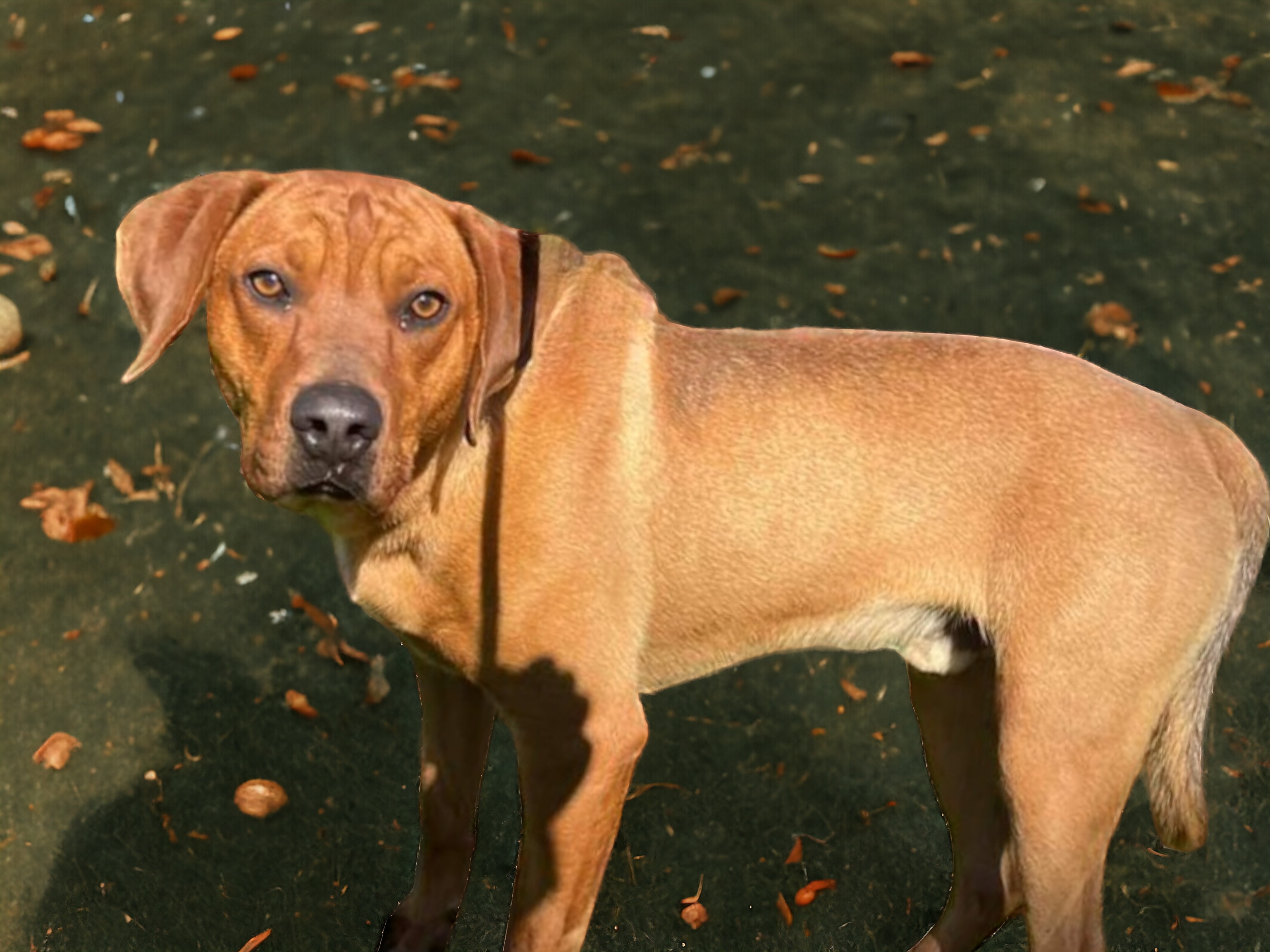 Hank, an adoptable Rhodesian Ridgeback in Ravenna, KY, 40472 | Photo Image 5