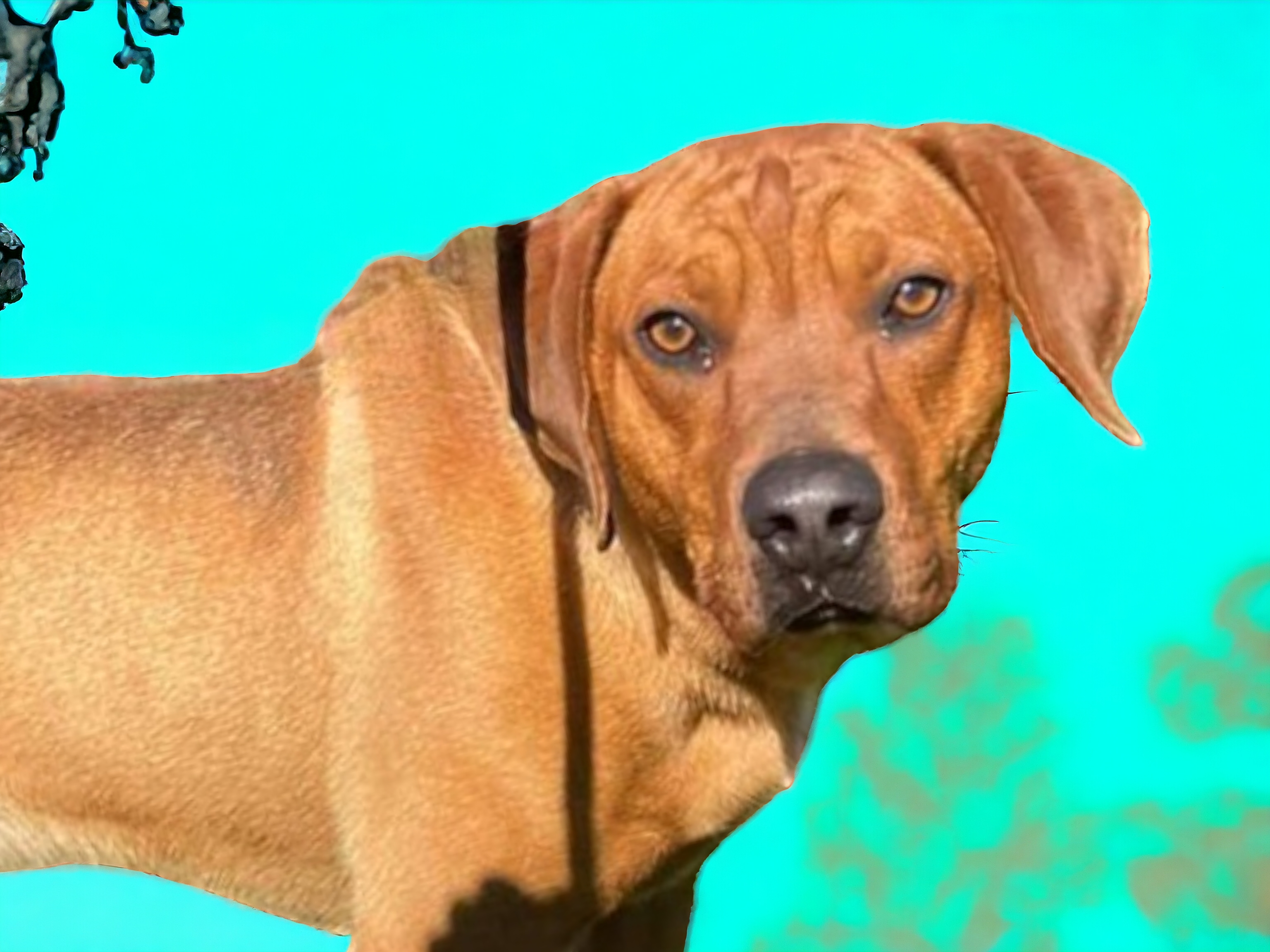 Hank, an adoptable Rhodesian Ridgeback in Ravenna, KY, 40472 | Photo Image 4