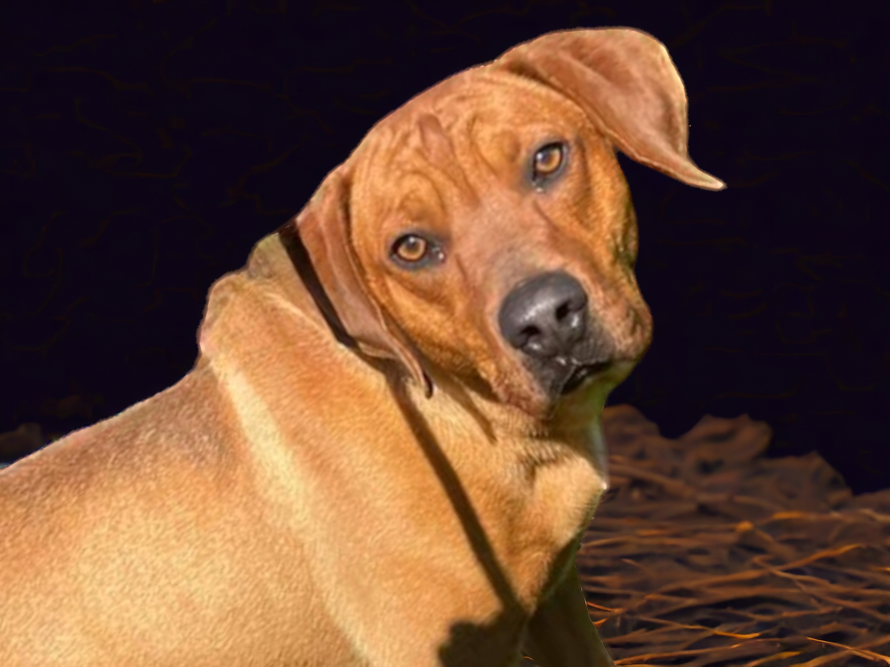 Hank, an adoptable Rhodesian Ridgeback in Ravenna, KY, 40472 | Photo Image 2