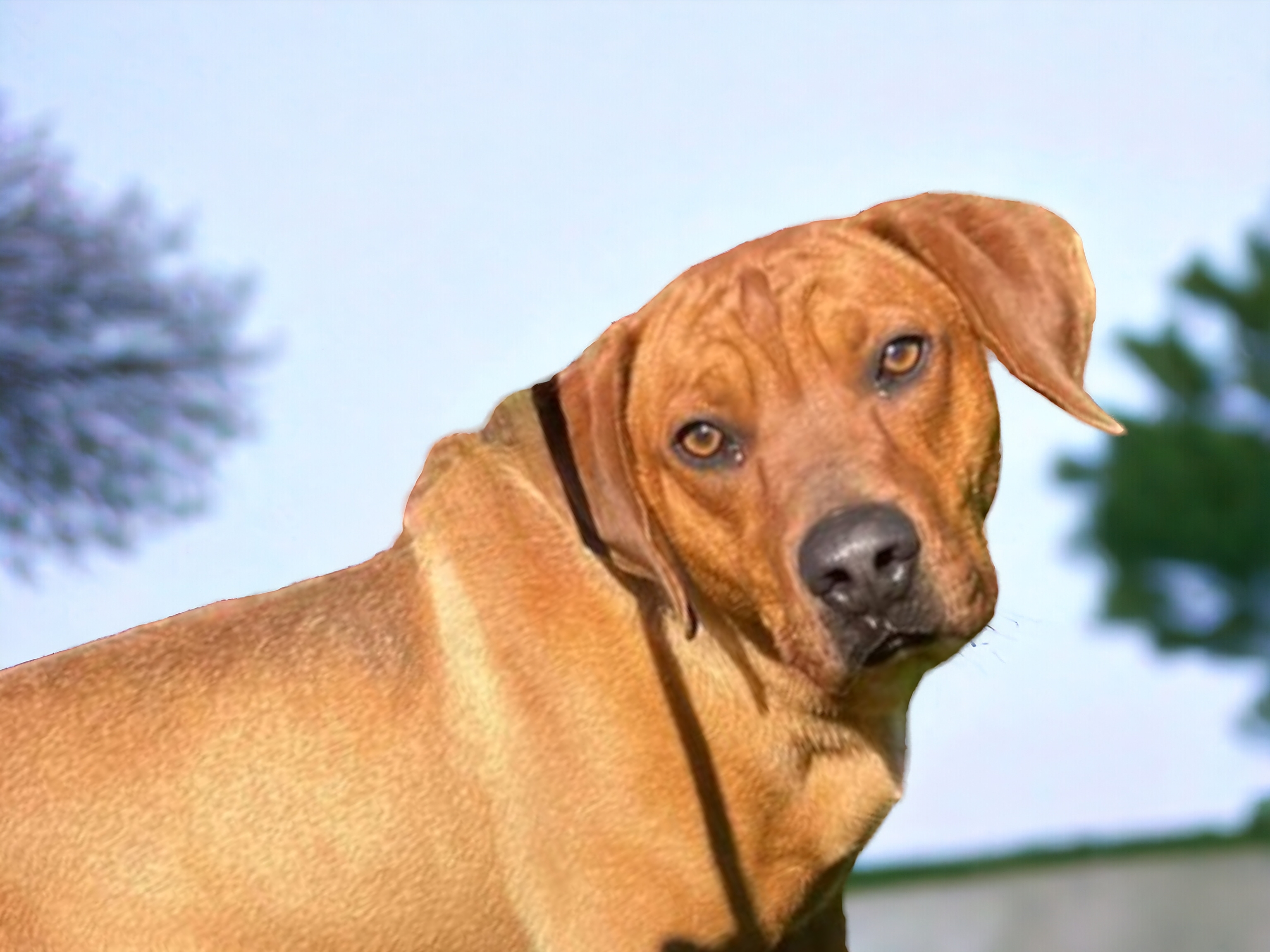 Hank, an adoptable Rhodesian Ridgeback in Ravenna, KY, 40472 | Photo Image 3