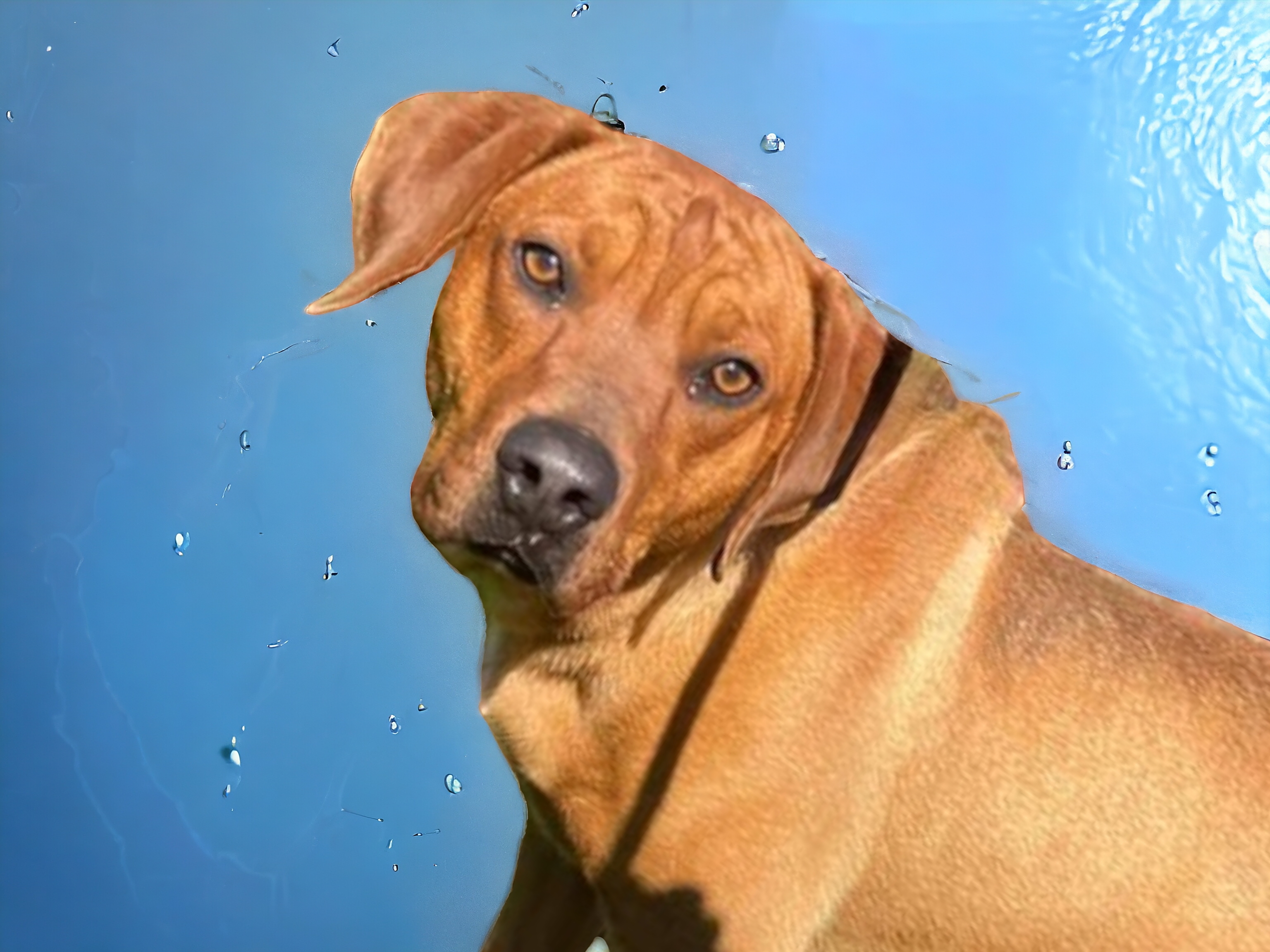 Hank photo 1