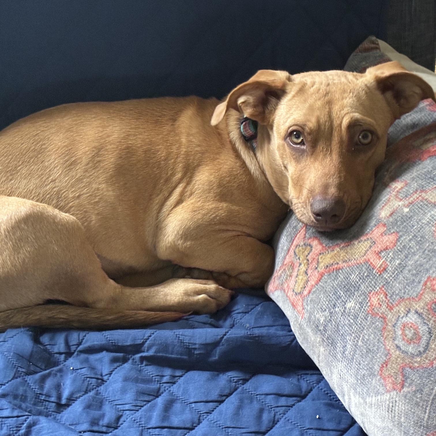 Suki, a ADOPTABLE mixed breed in Prior Lake, MN image 4/6