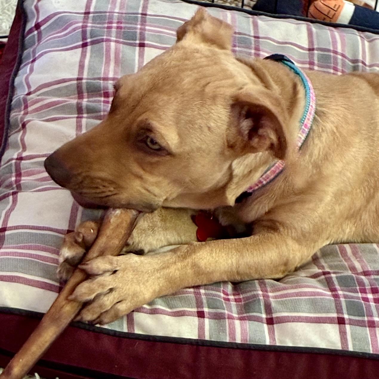 Suki, a ADOPTABLE mixed breed in Prior Lake, MN image 6/6