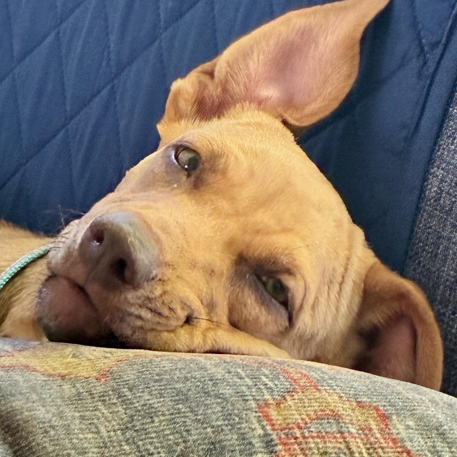 Suki, a ADOPTABLE mixed breed in Prior Lake, MN image 5/6